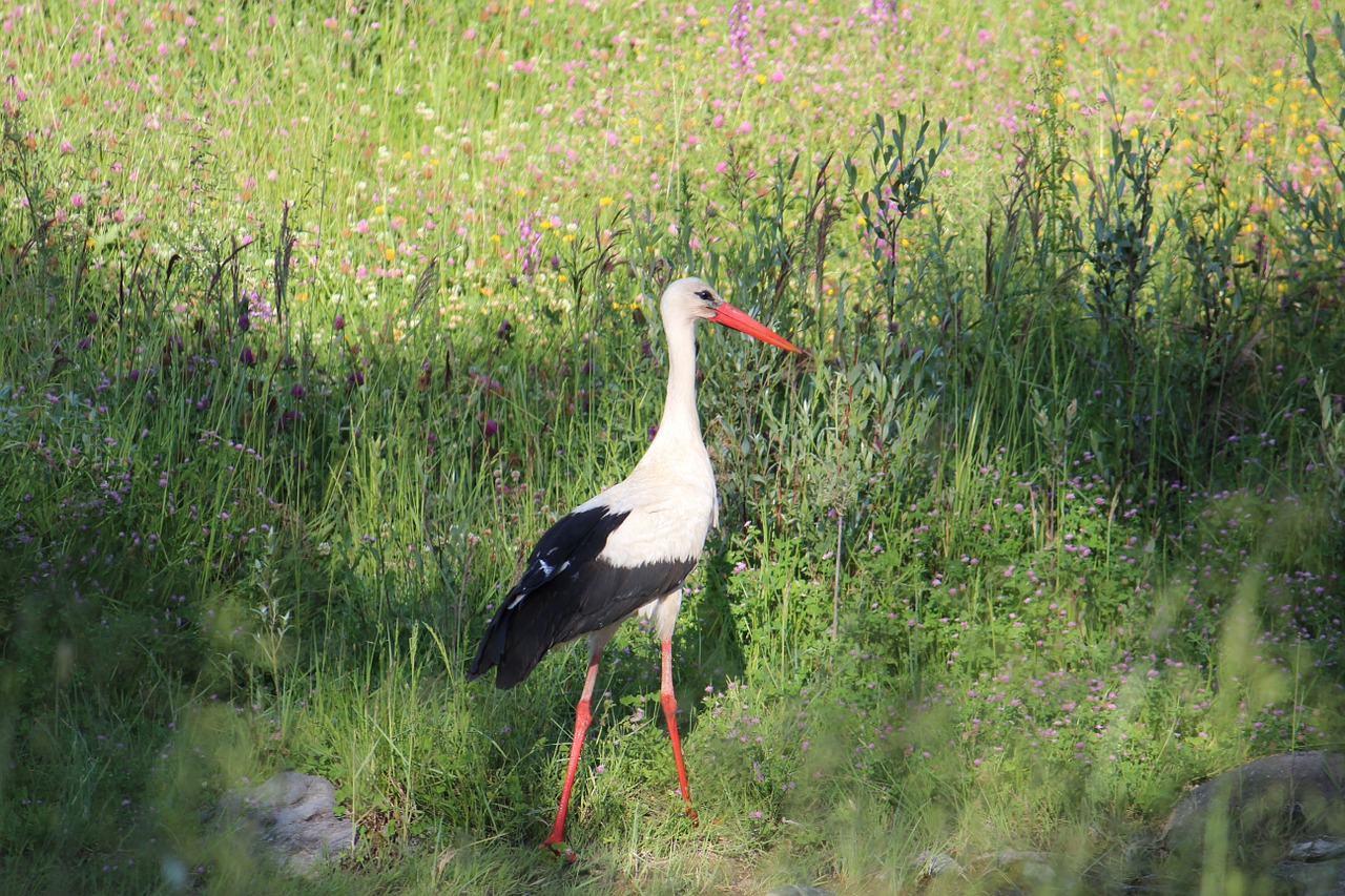 stork bird nature free photo