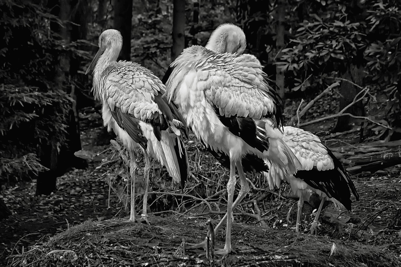 stork bird black and white free photo