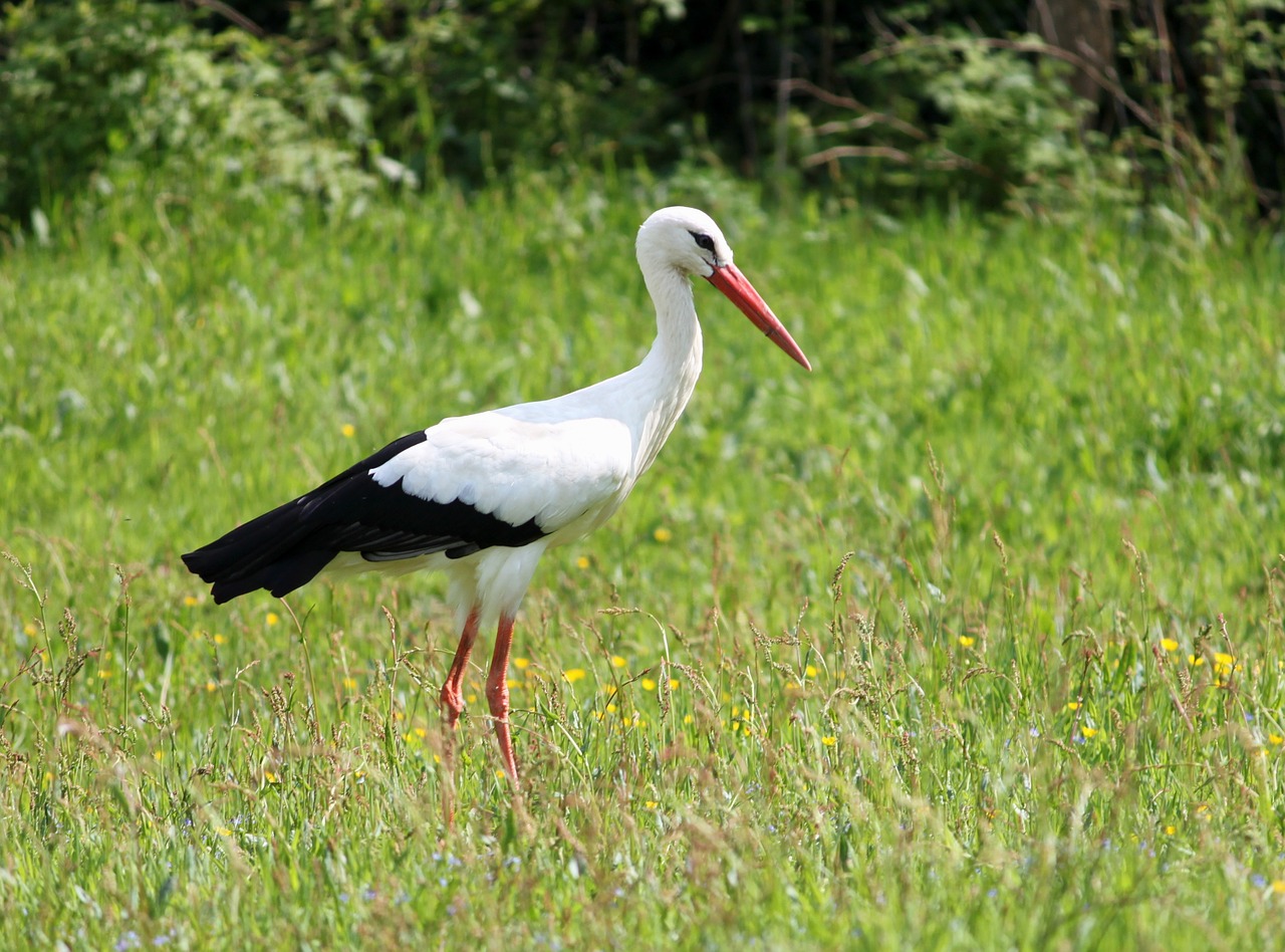 stork adebar meadow free photo