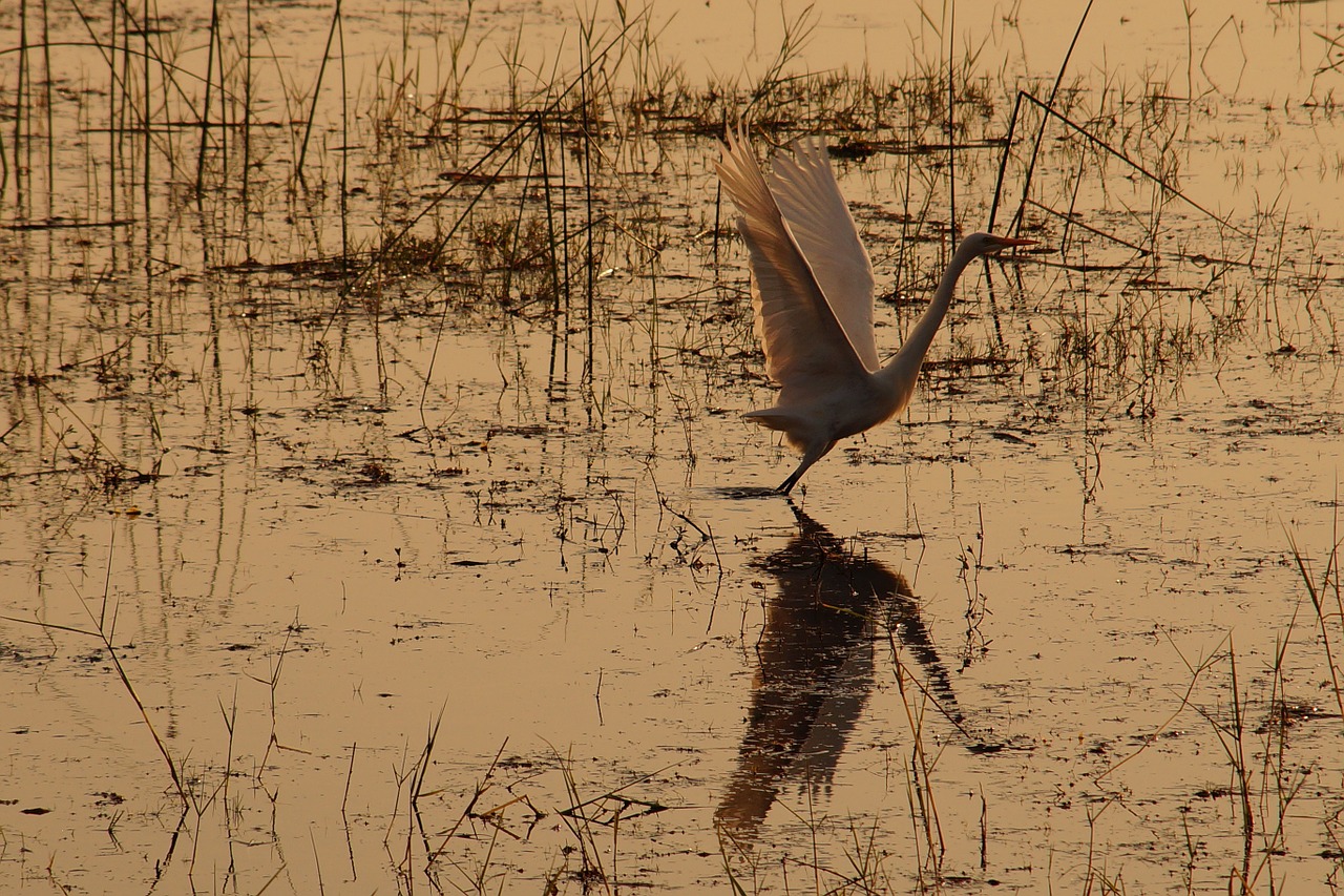 stork bird lake free photo