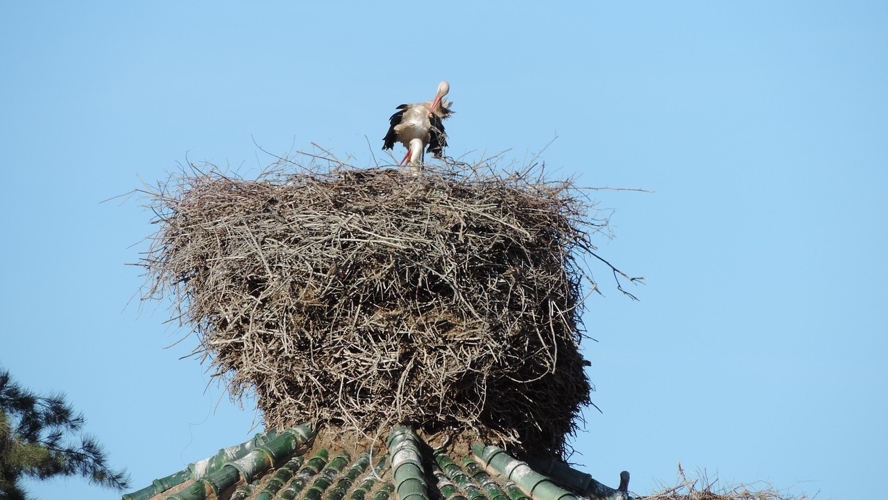 stork nest birds free photo