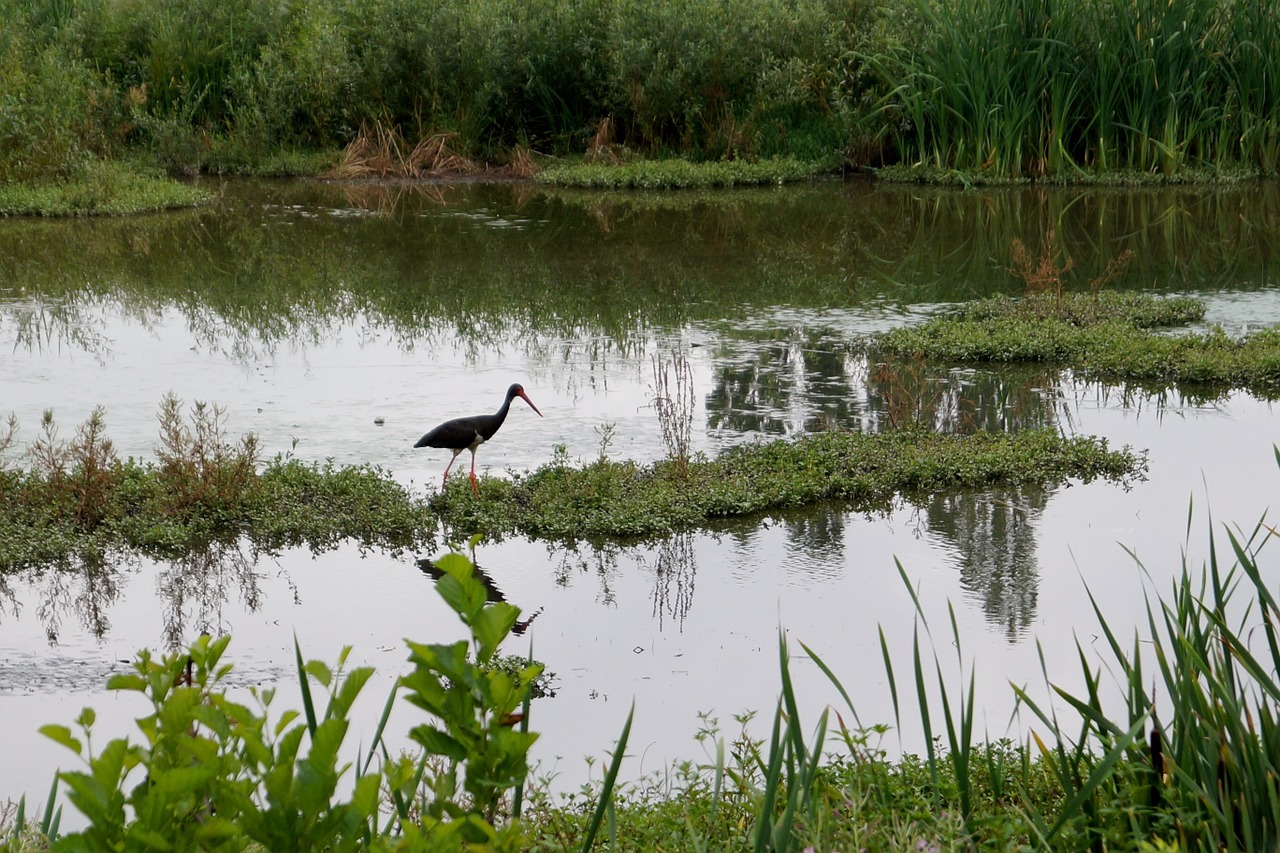 stork black stork pond free photo