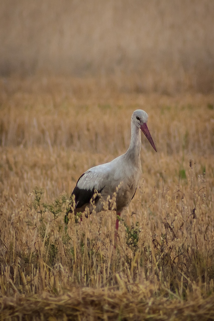 stork bird village free photo