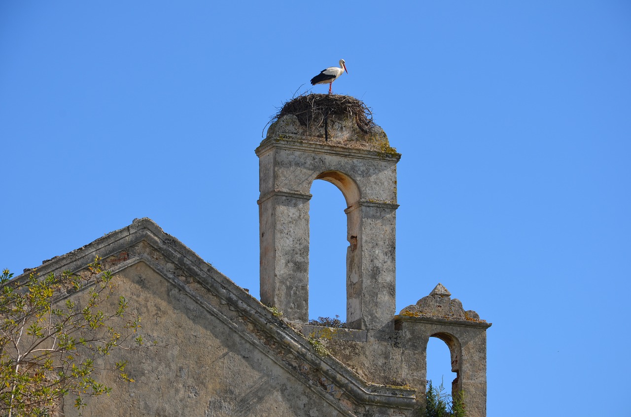 stork nest portugal free photo