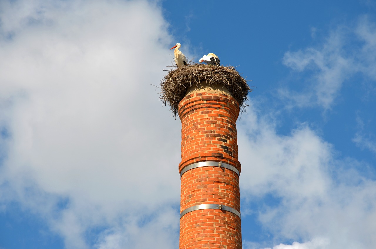 stork bird stork's nest free photo