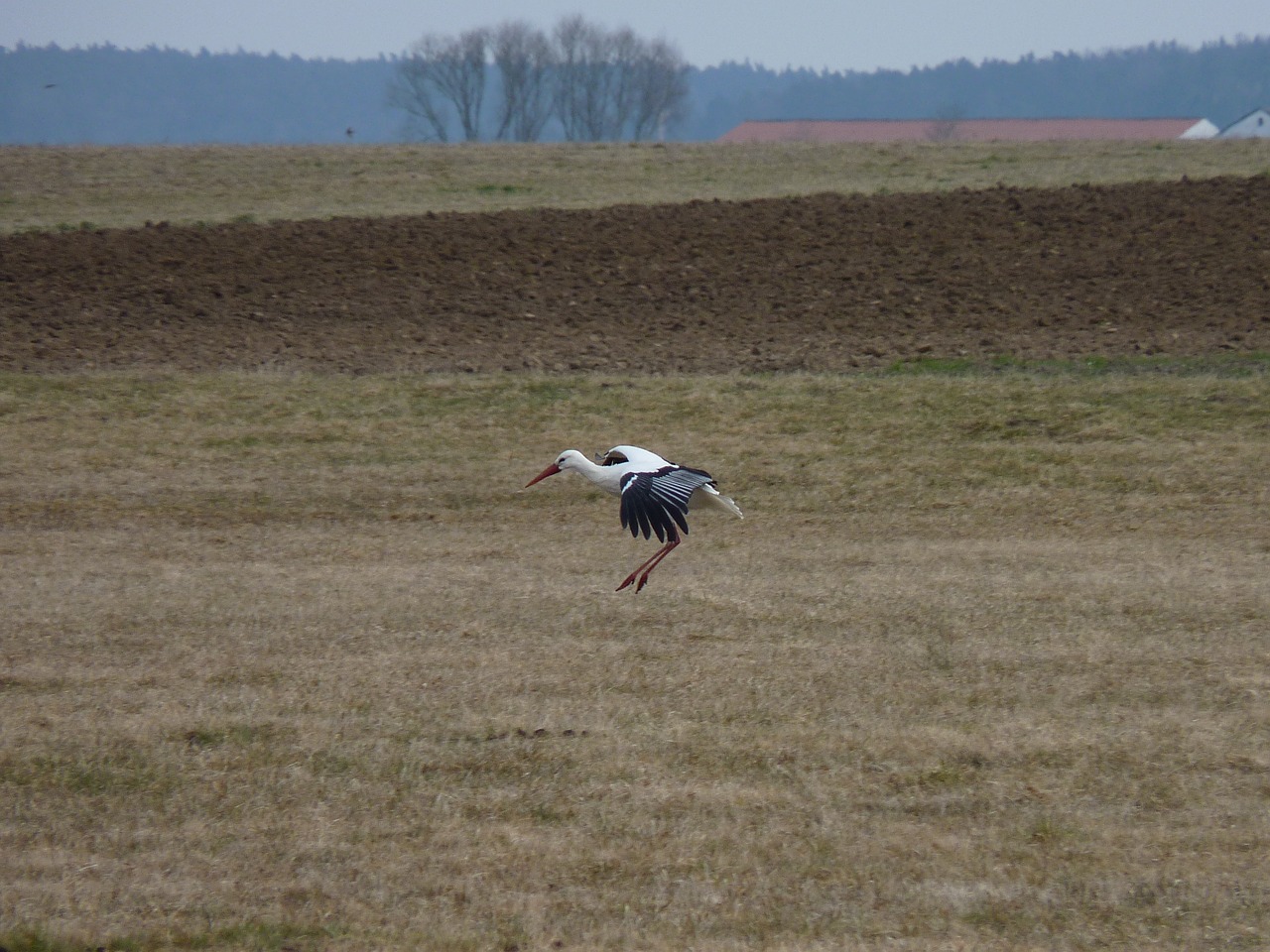 stork approach bird free photo