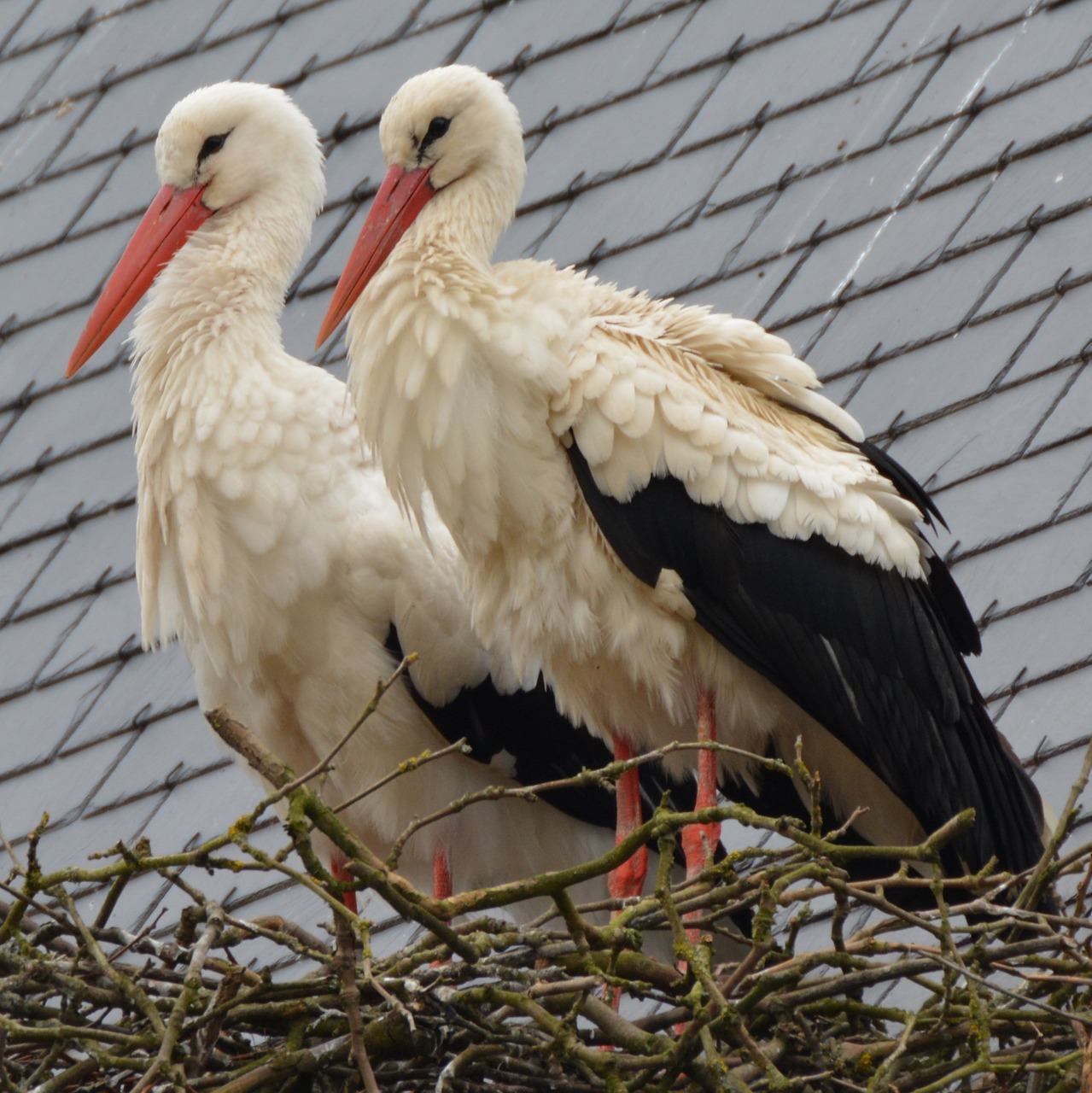 stork animal bird free photo