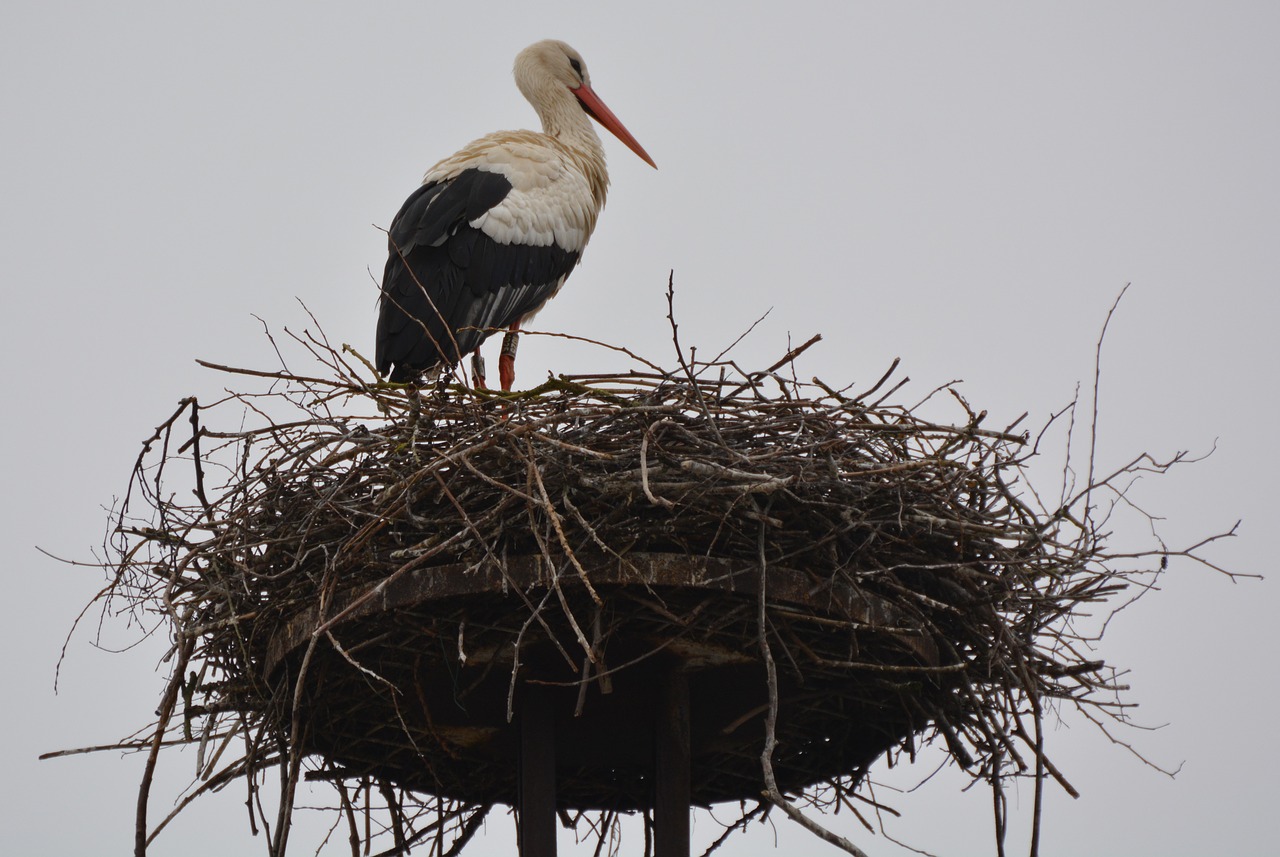 stork animal bird free photo