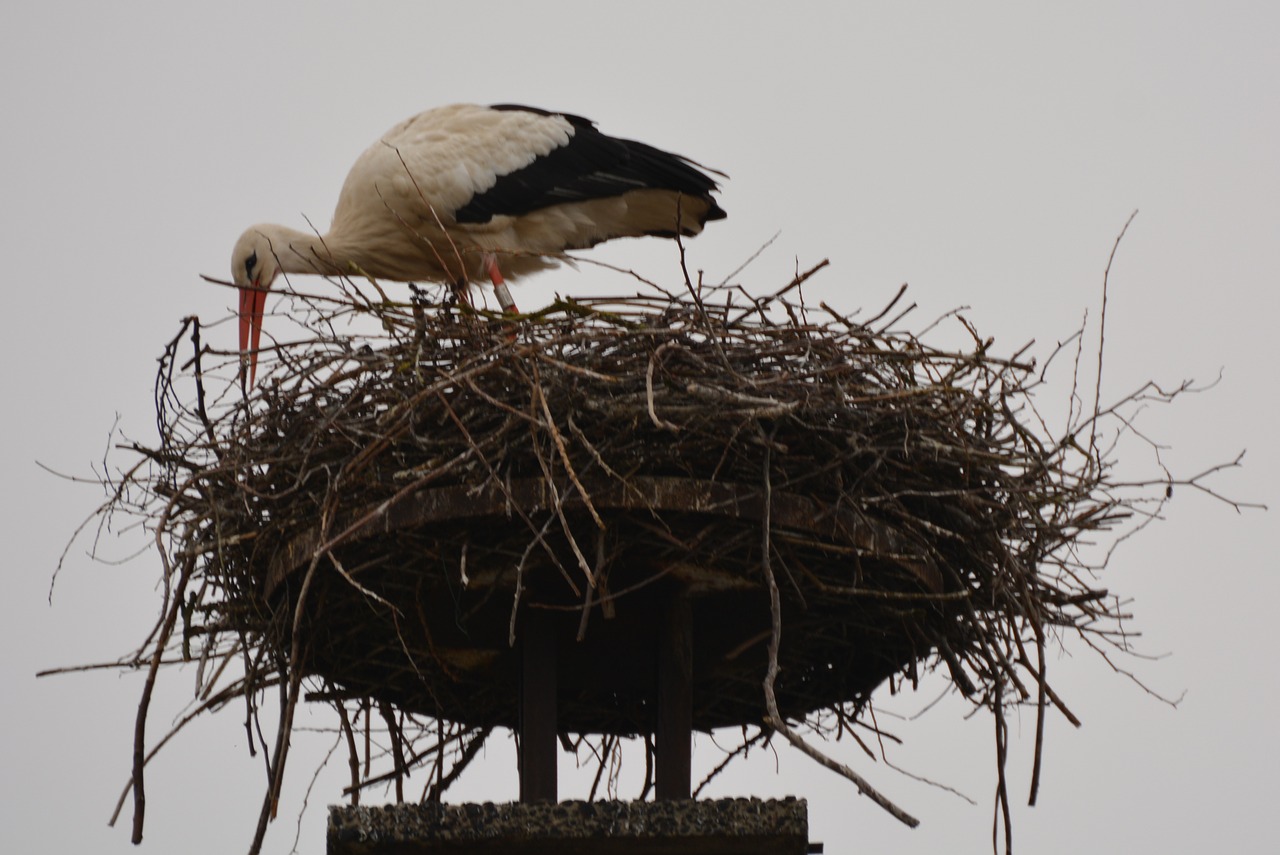 stork animal bird free photo