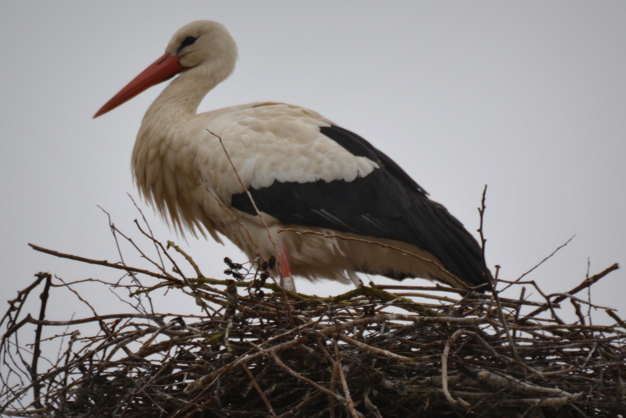 stork animal bird free photo