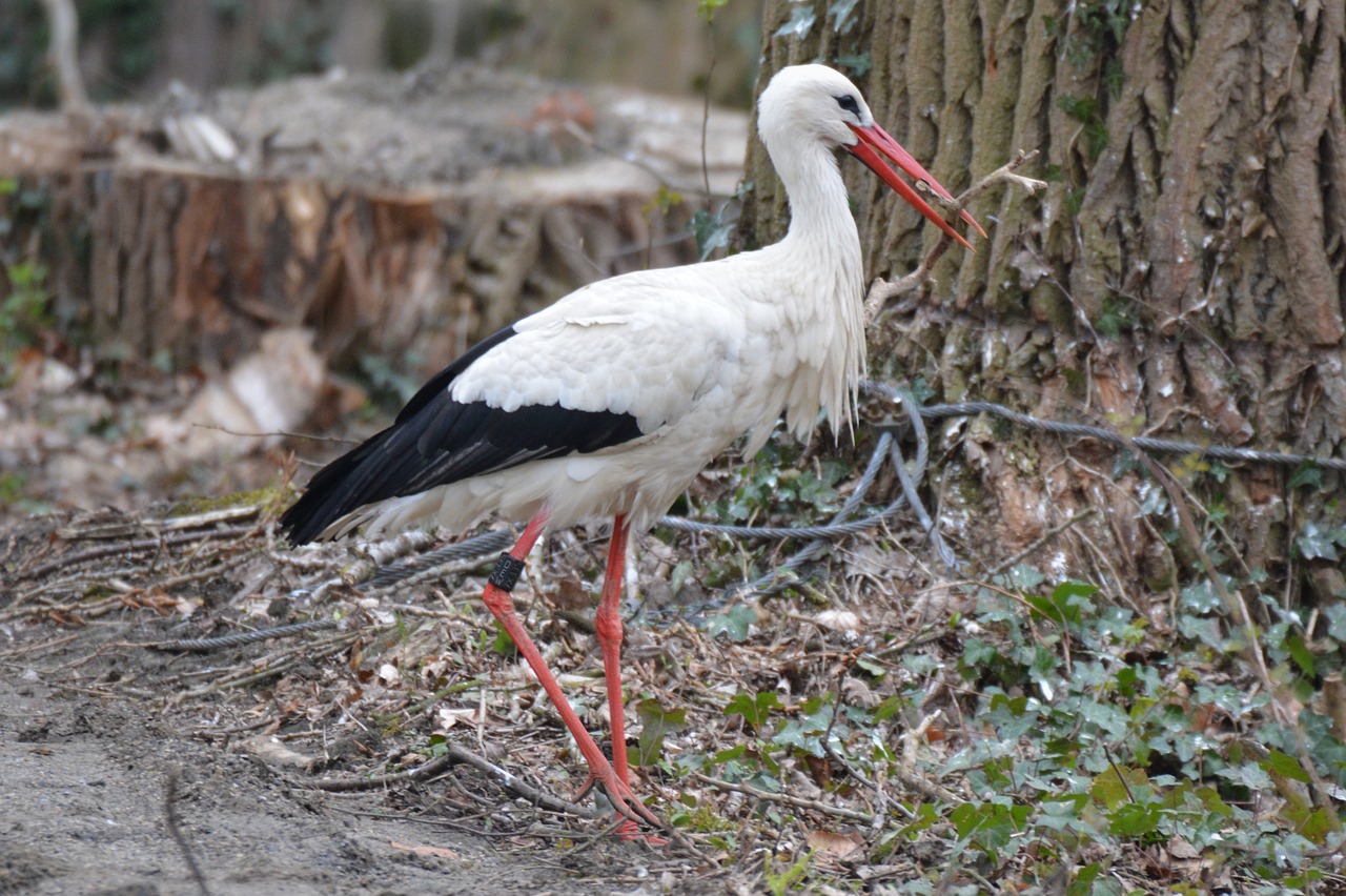 stork animal bird free photo