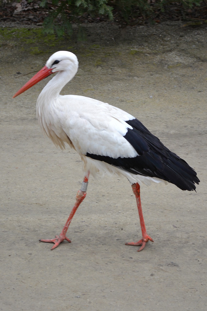 stork animal bird free photo