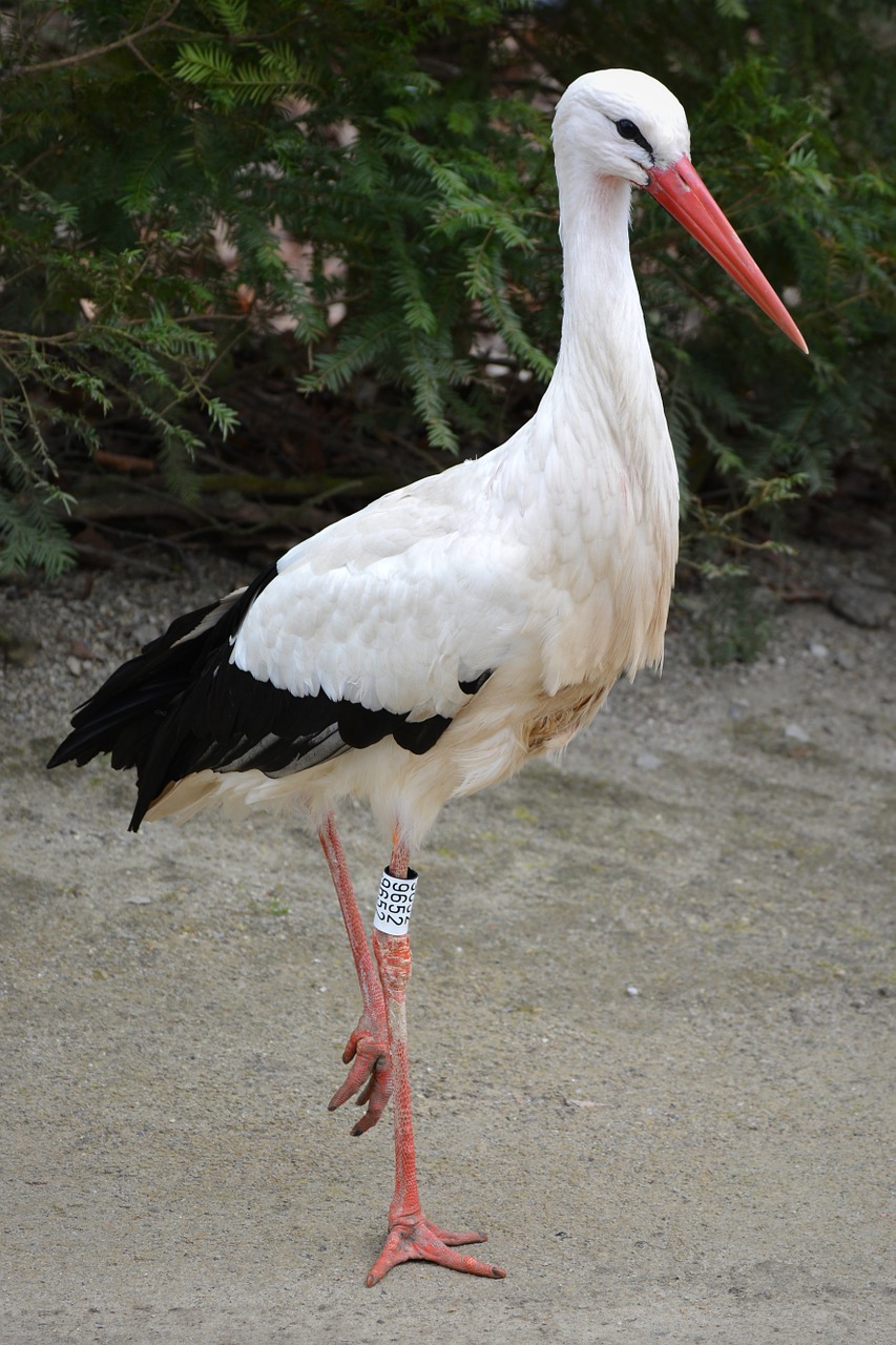 stork animal bird free photo