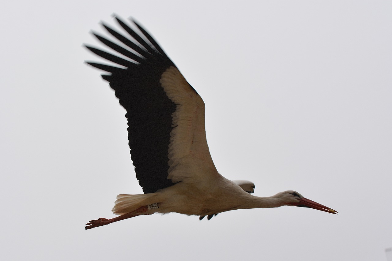 stork animal bird free photo