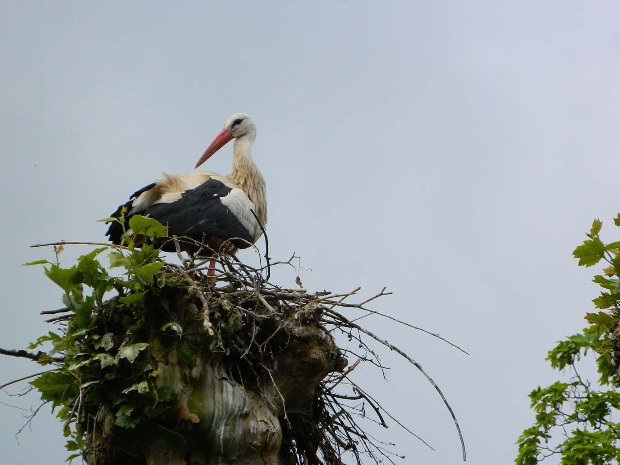 stork nest storchennest free photo