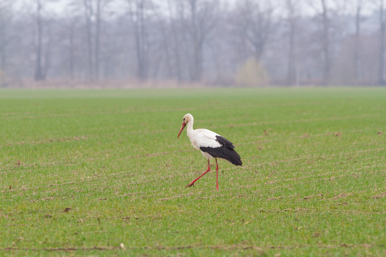 stork spring animals free photo