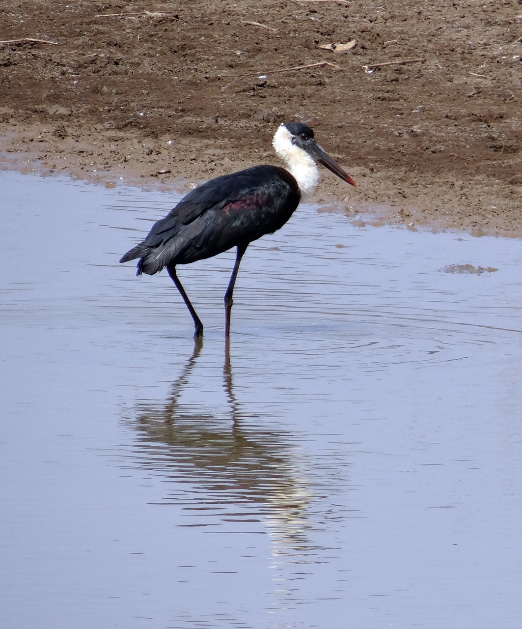 stork woolly necked ciconia free photo