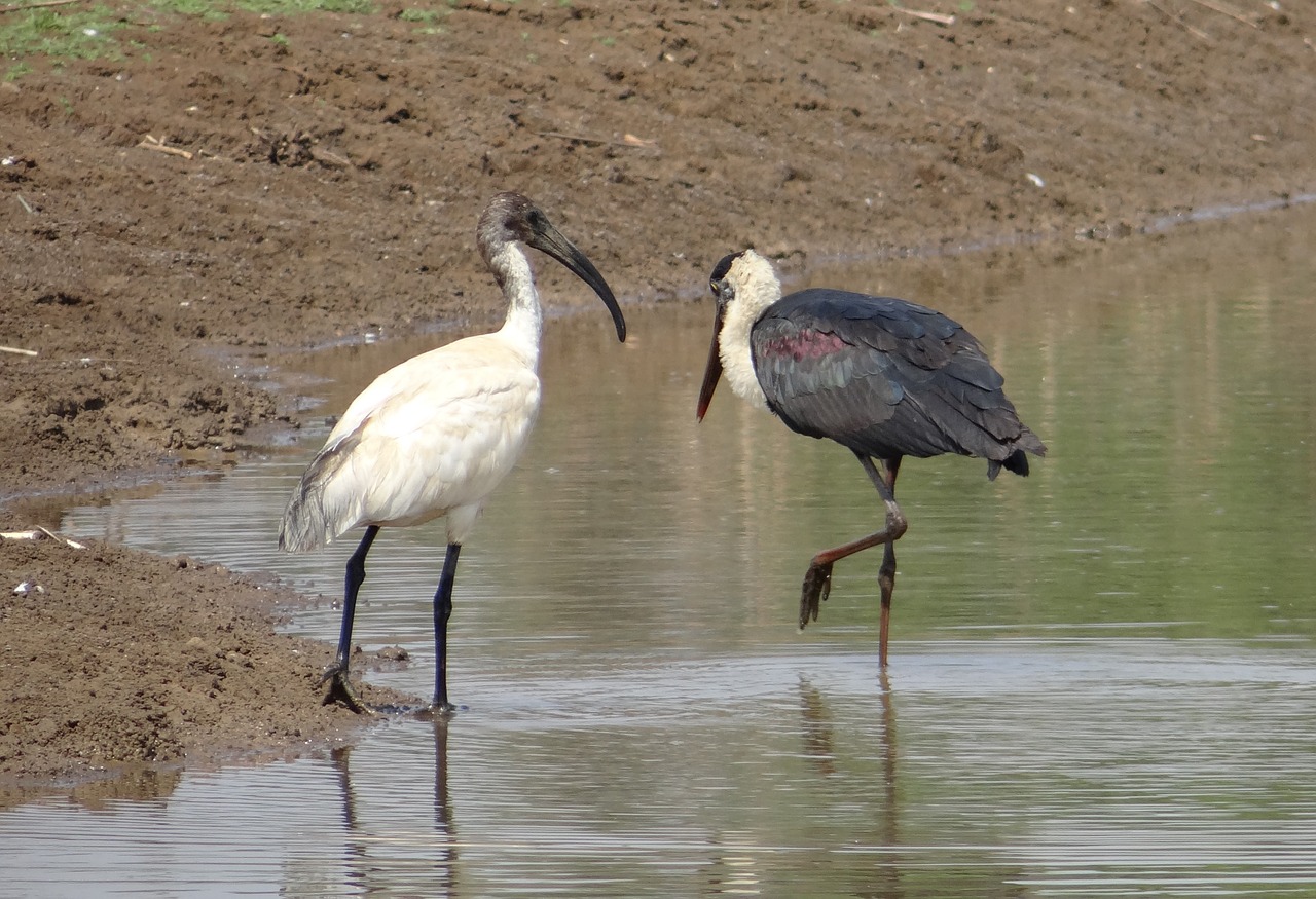 stork woolly necked ciconia free photo