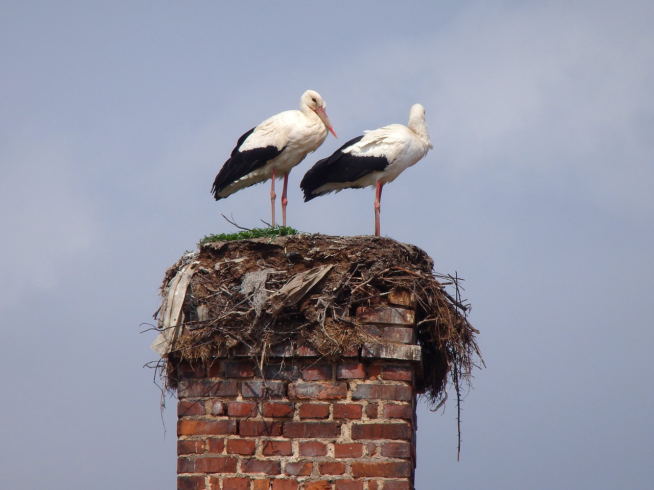 stork animal bird free photo