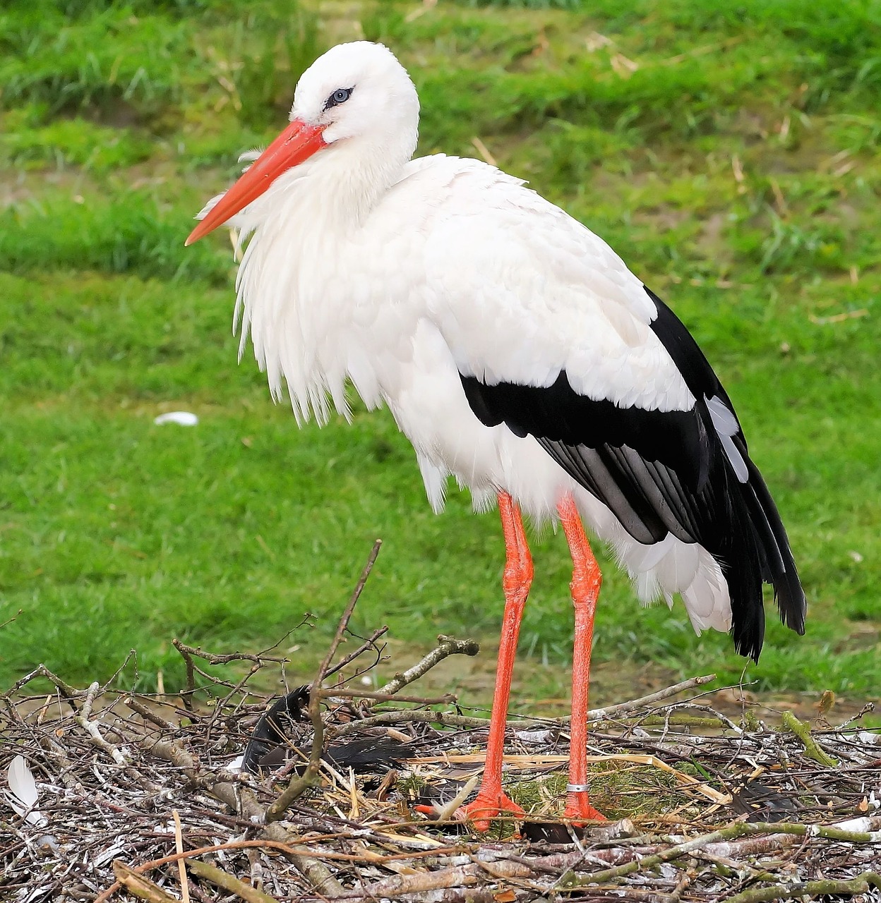 stork bird plumage free photo