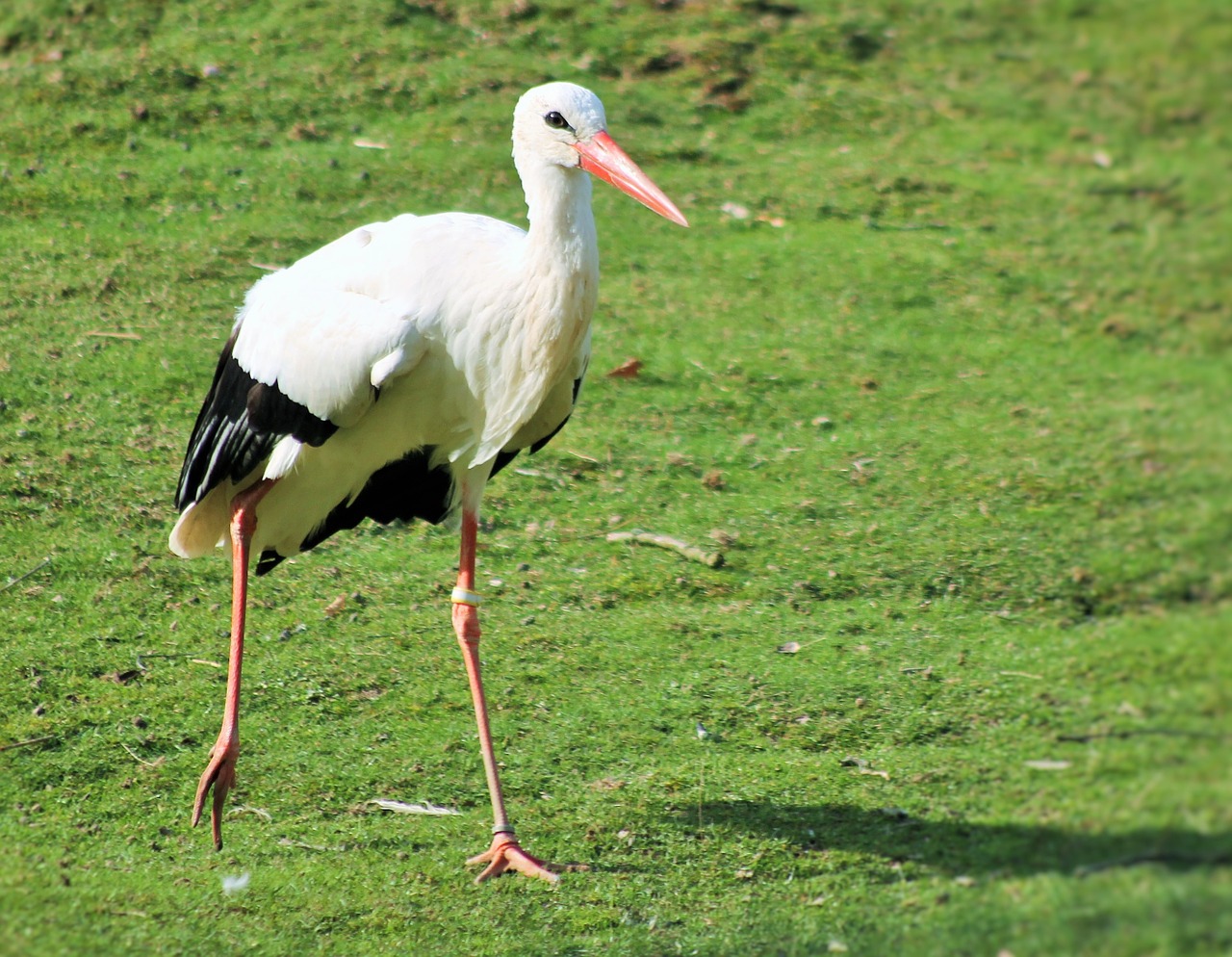 stork birds animal picture free photo