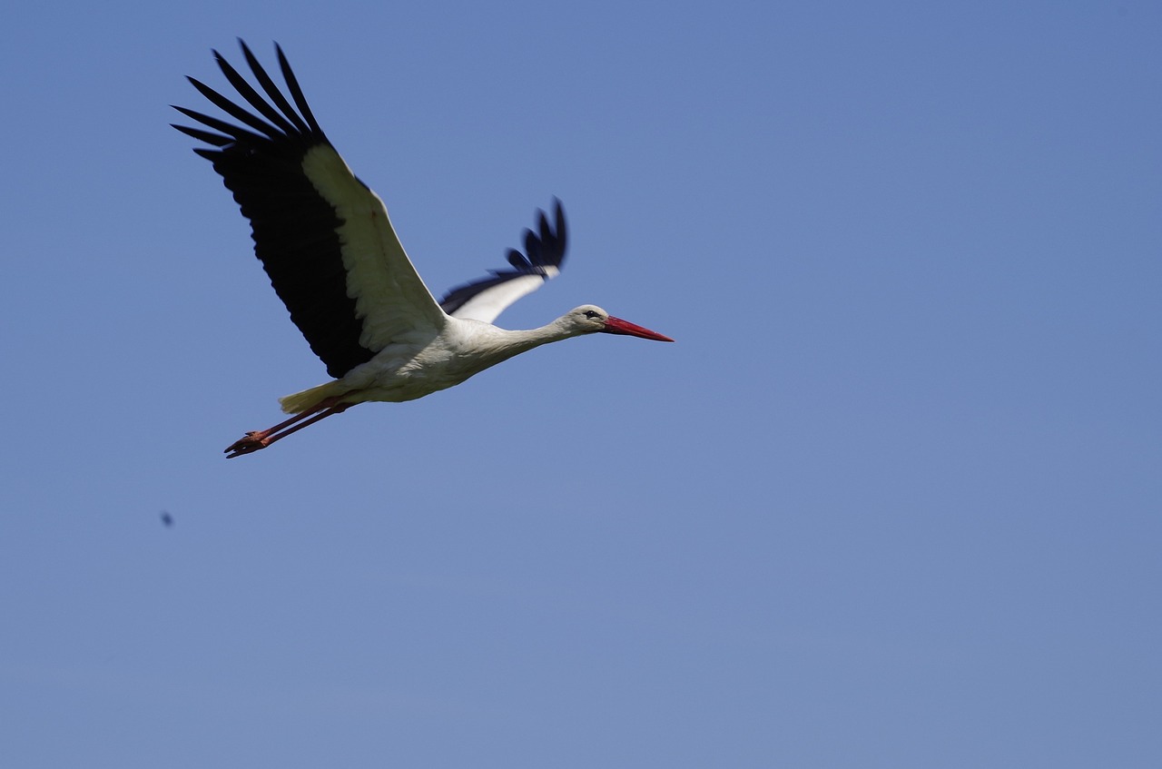 stork bird nature free photo