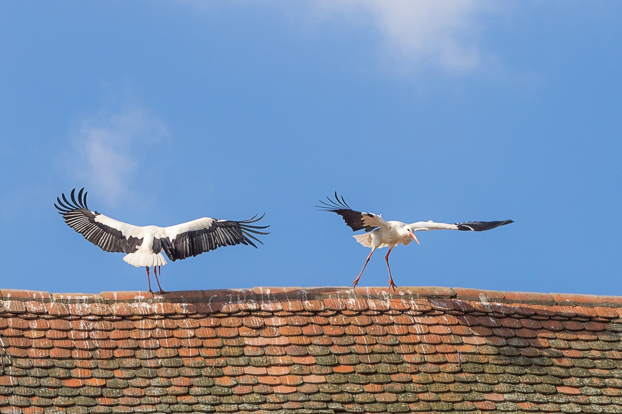 stork bird animal free photo