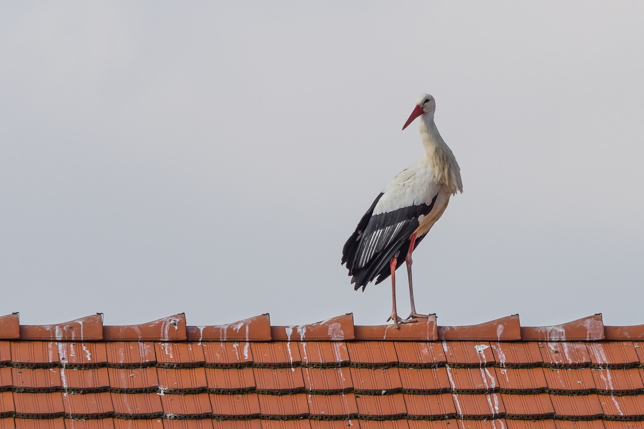 stork bird animal free photo