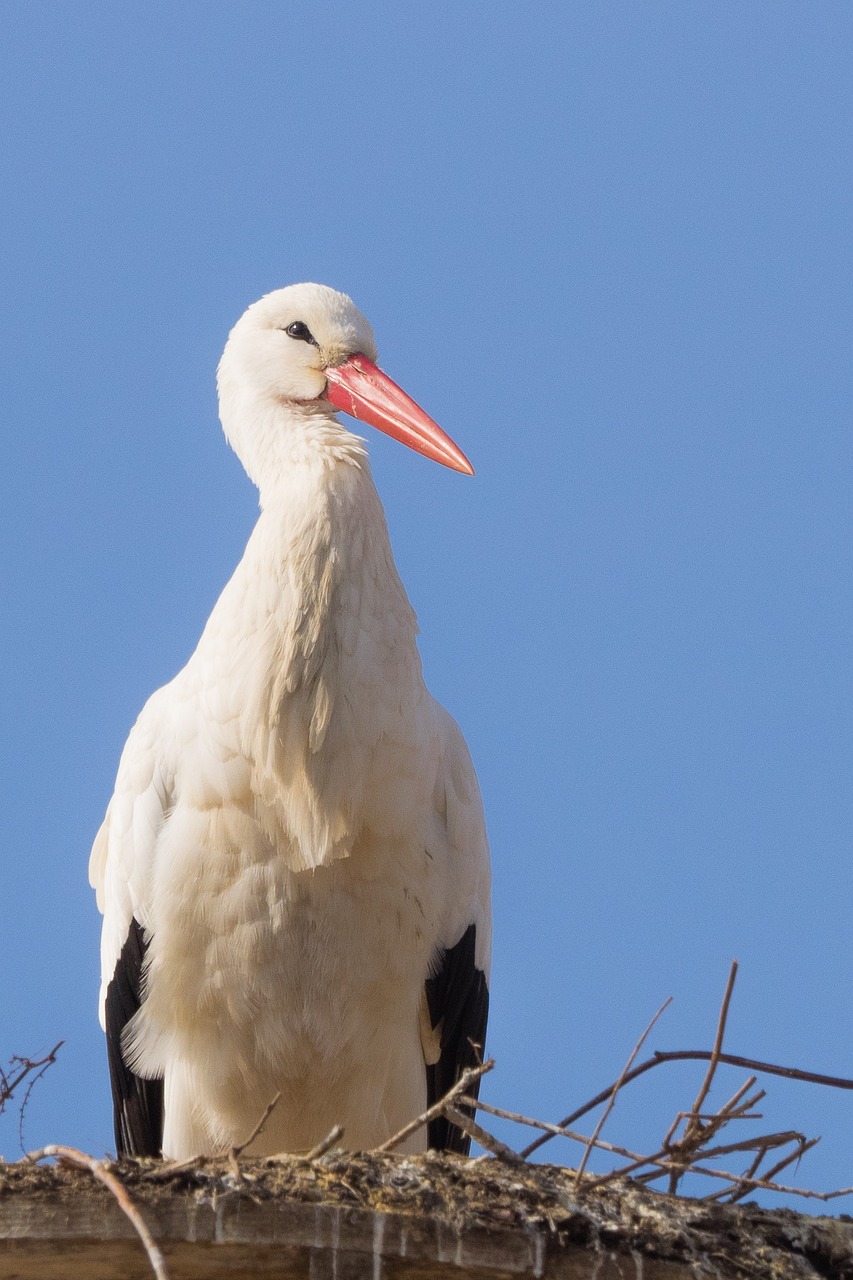 stork bird animal free photo