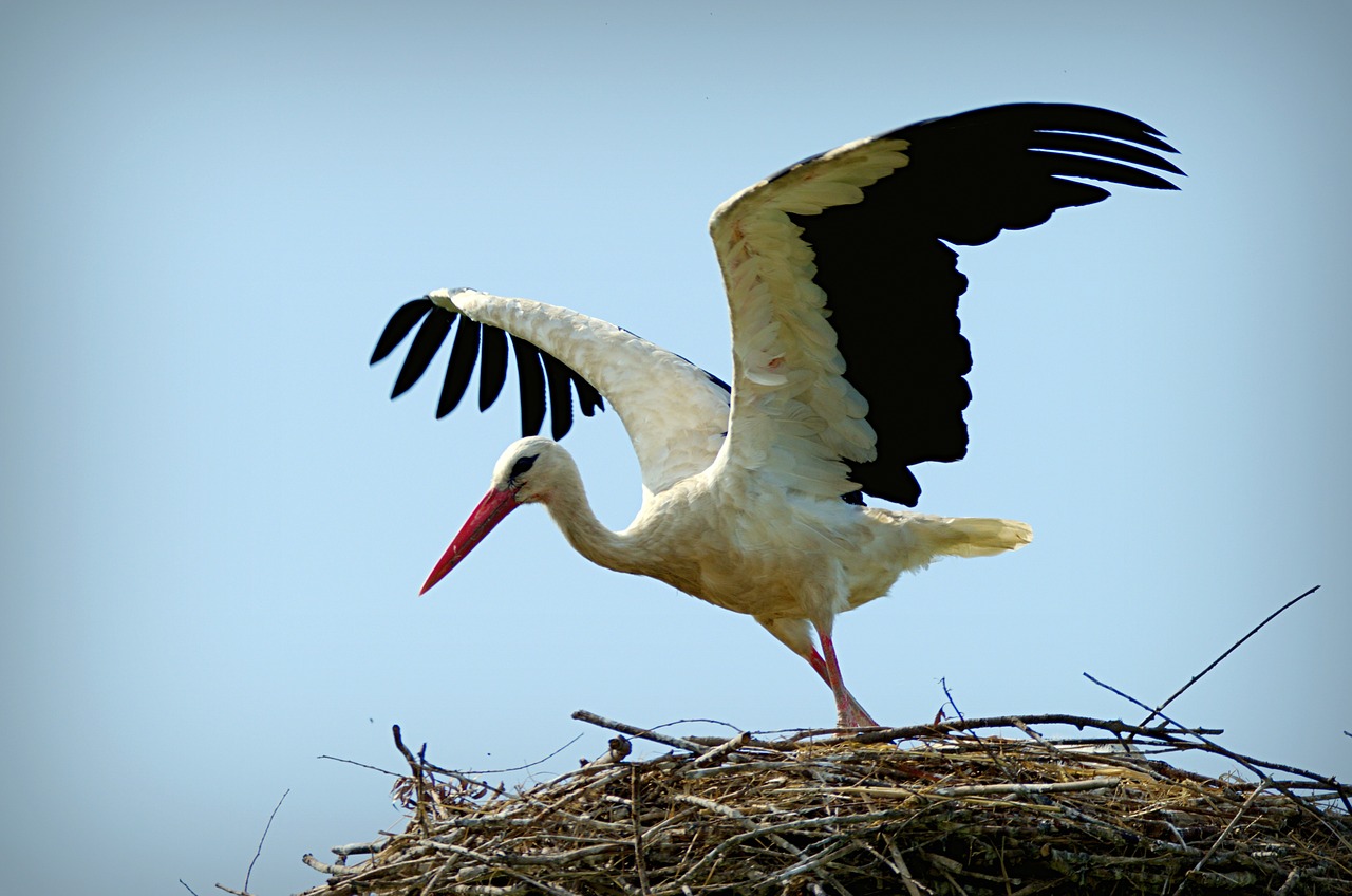 stork ciconia ciconia bird free photo