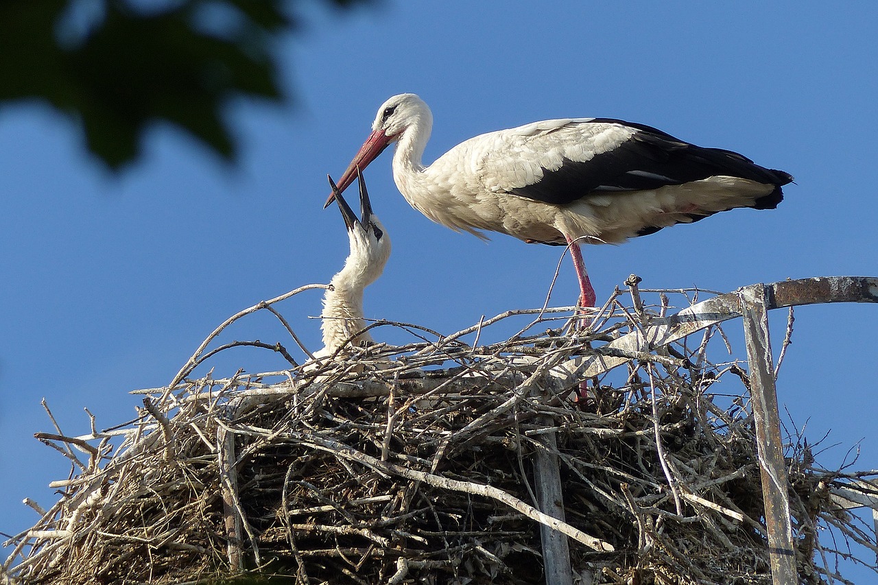 stork bird storks free photo