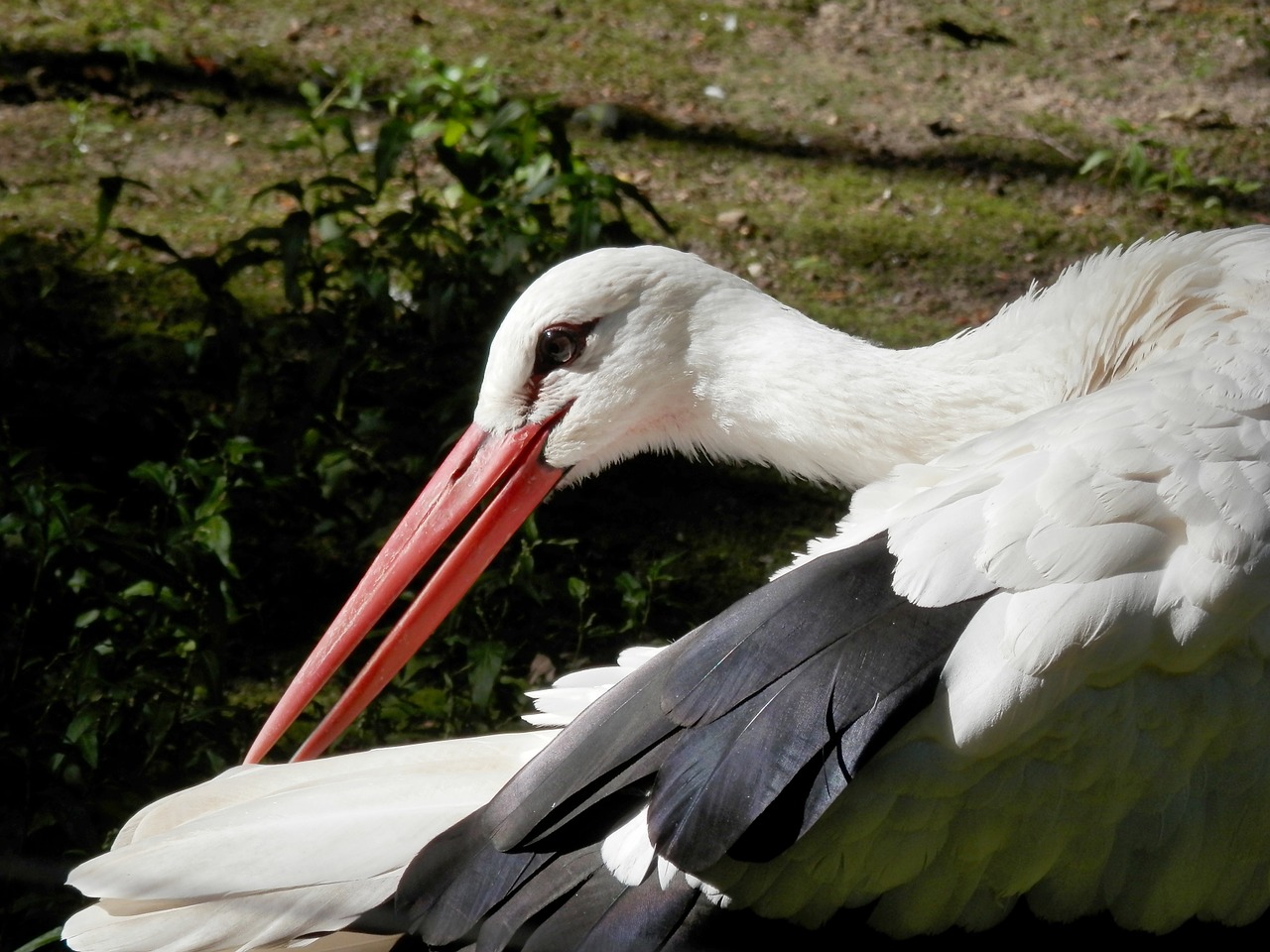 stork nature rattle stork free photo