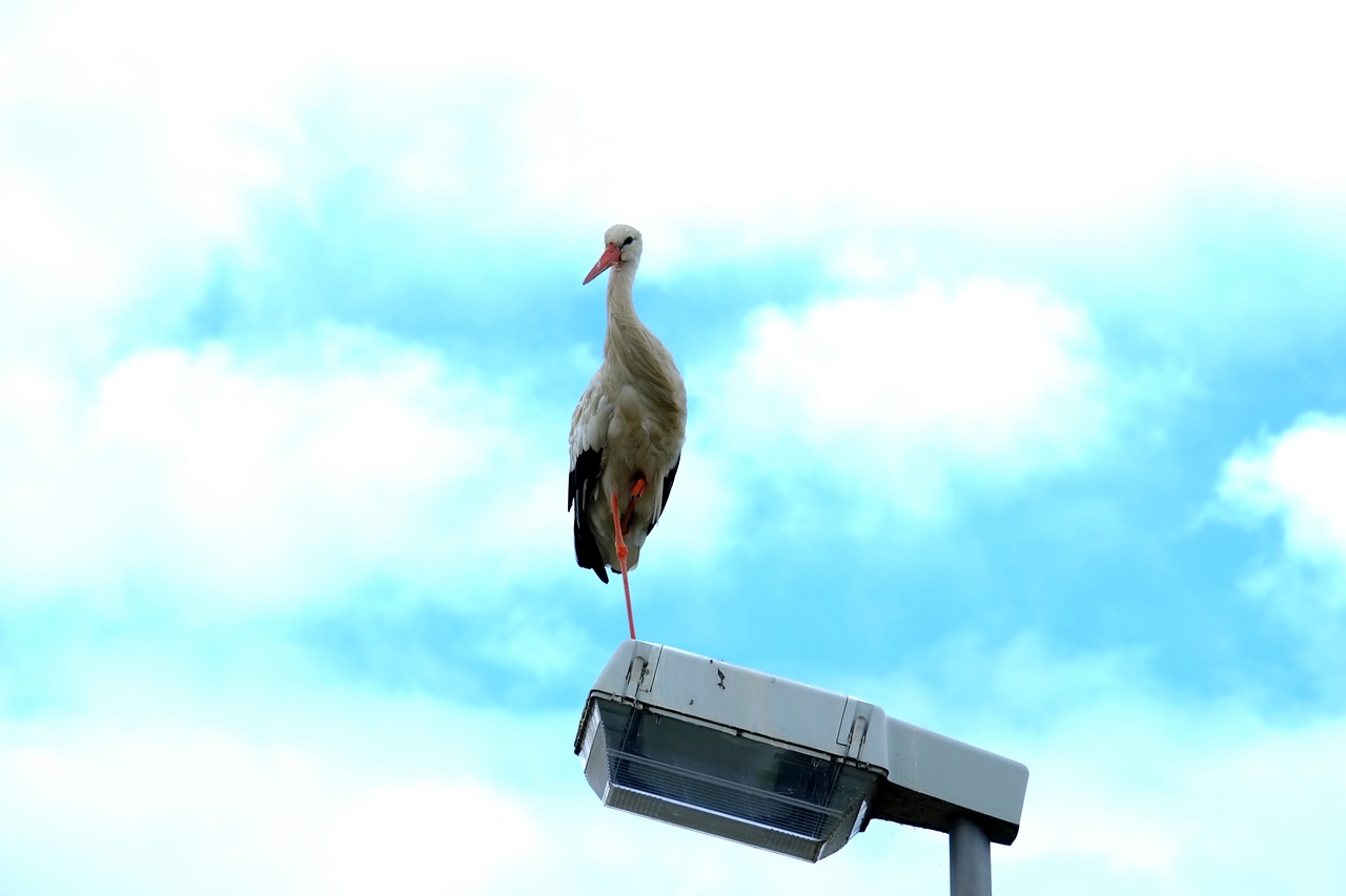 stork bird storks free photo