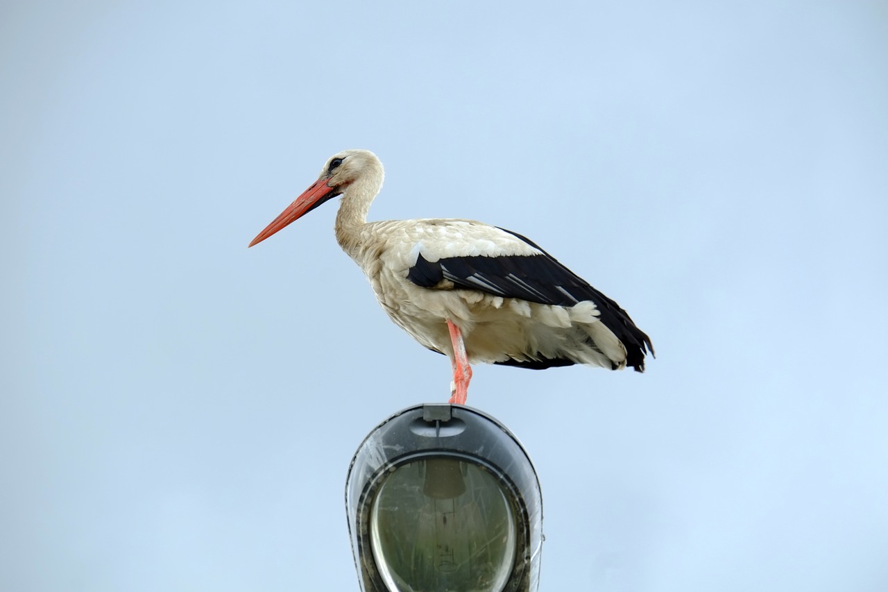 stork storks bird free photo