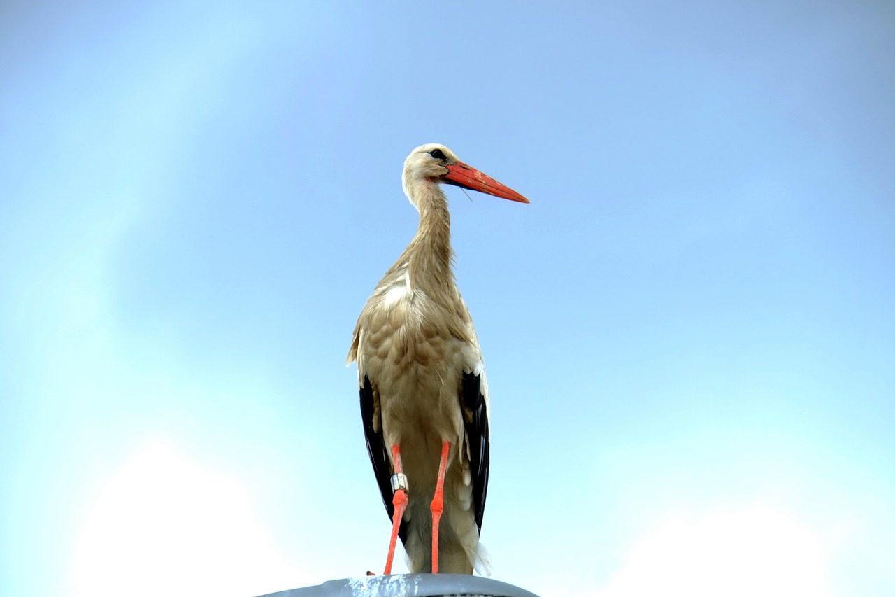 stork sit break free photo