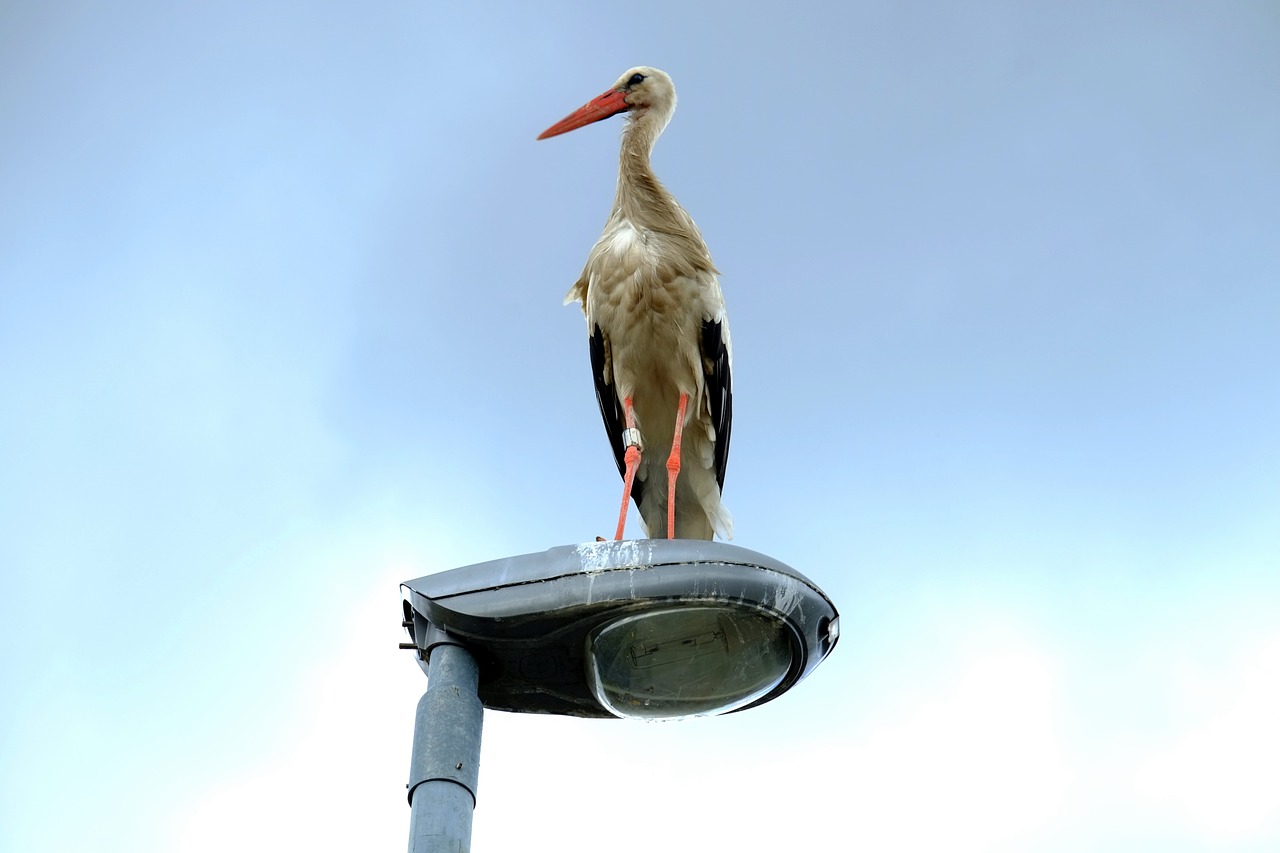 stork street light rest free photo