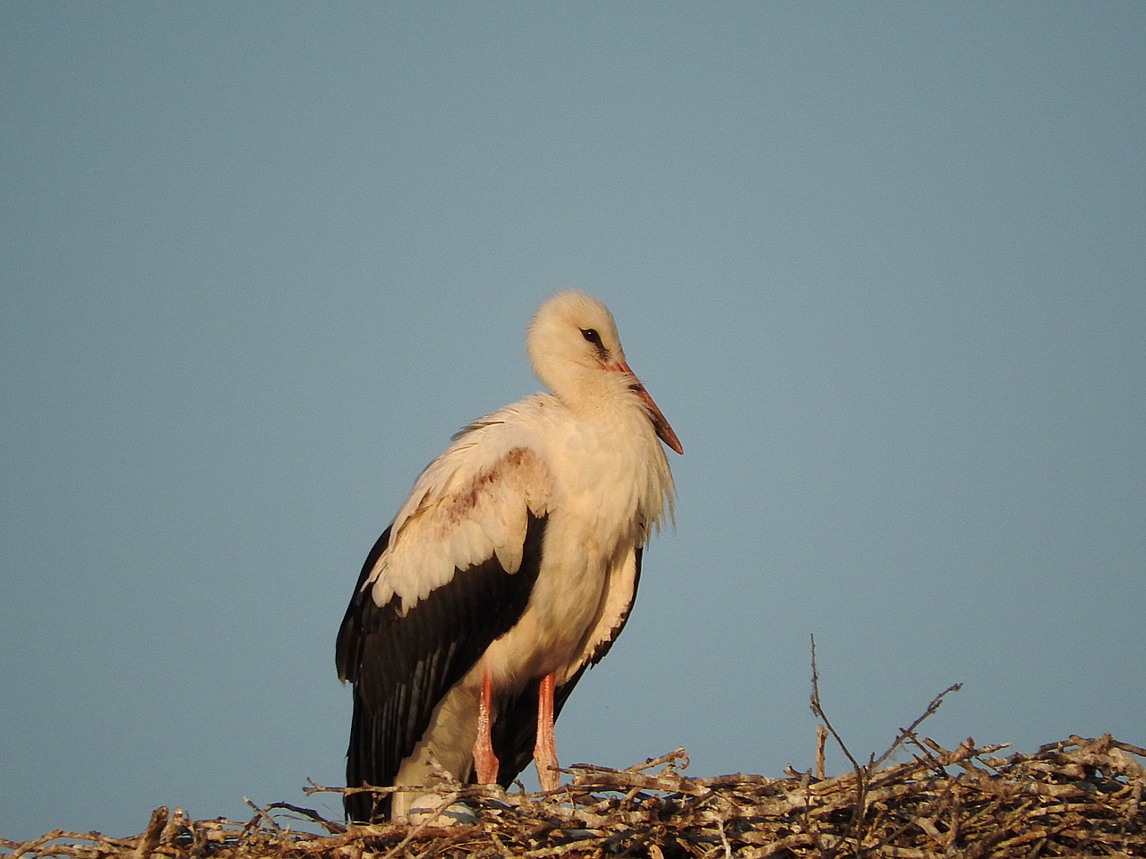 stork nest rattle stork free photo