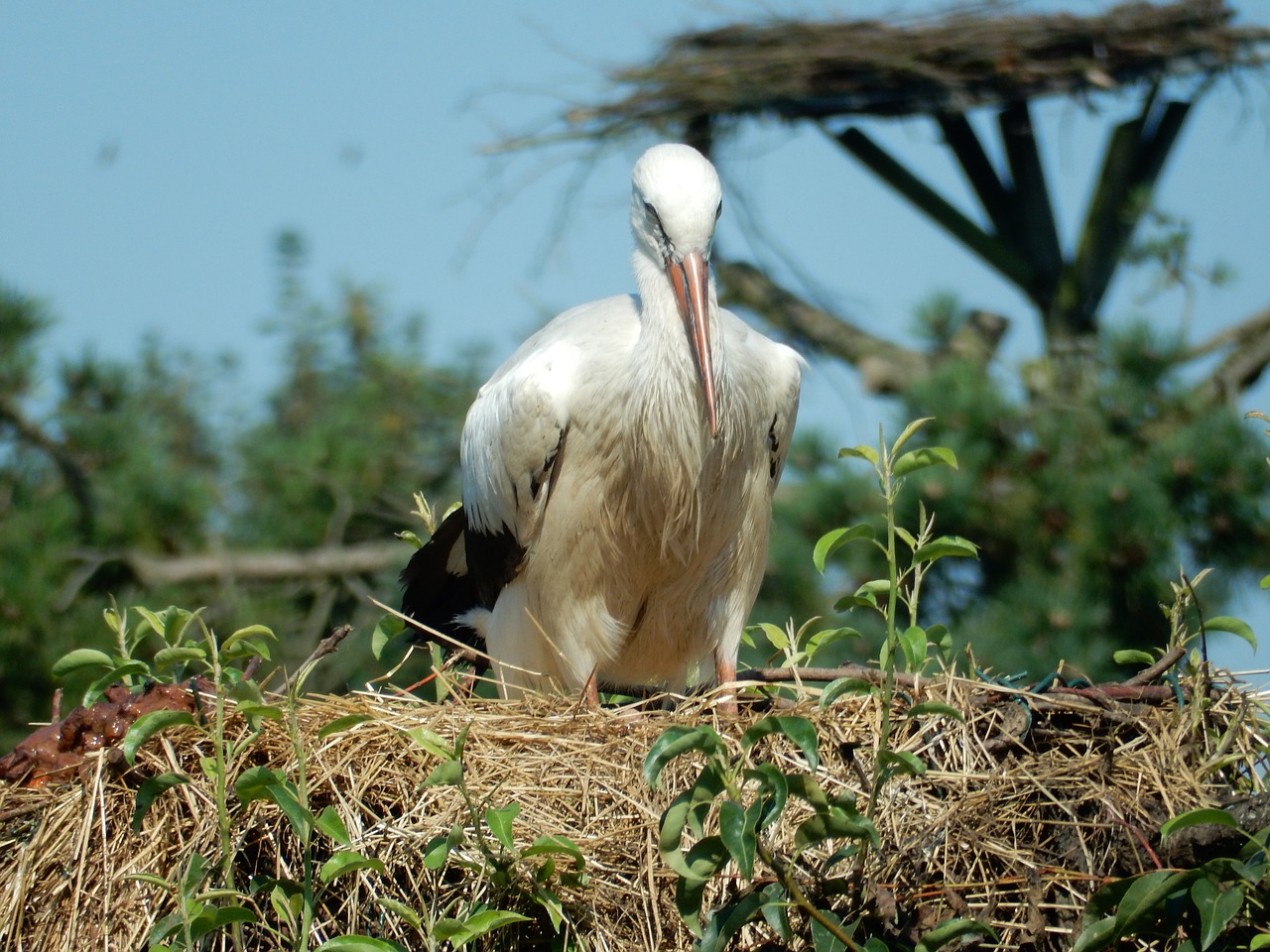 stork animal bird free photo
