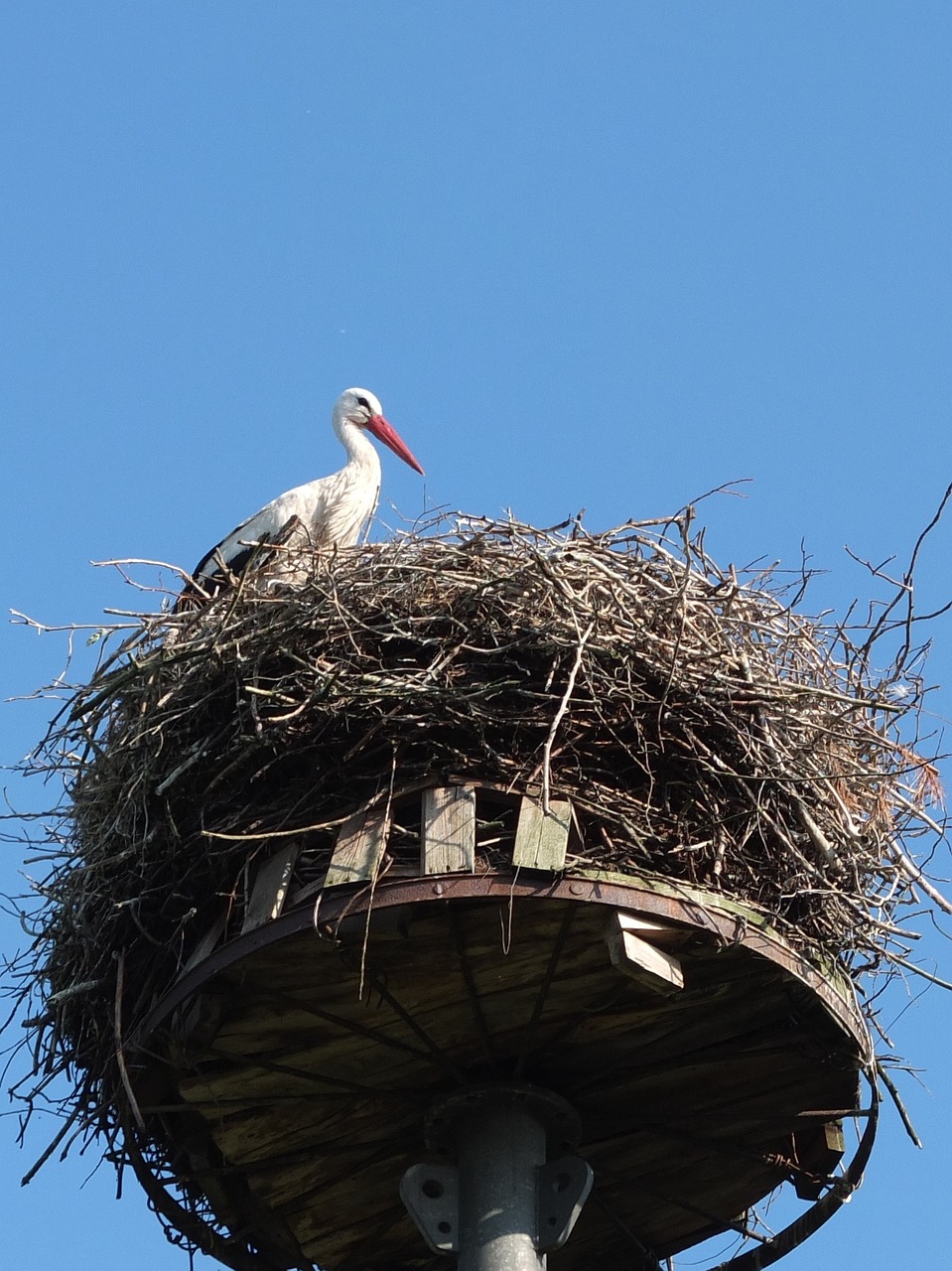 stork nest bird free photo