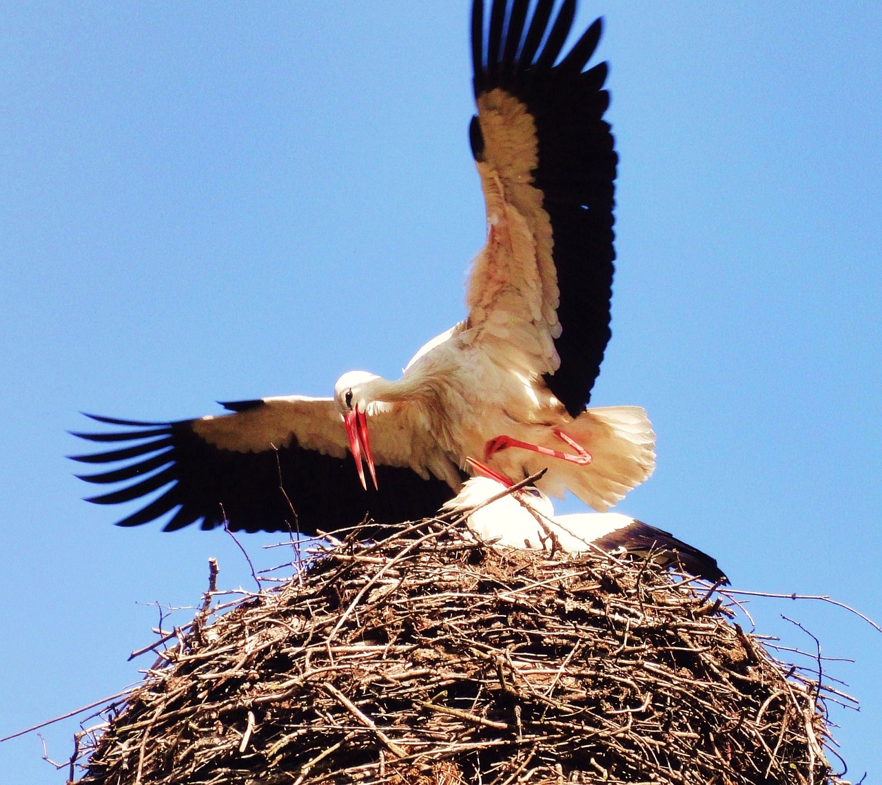 stork nest bird free photo