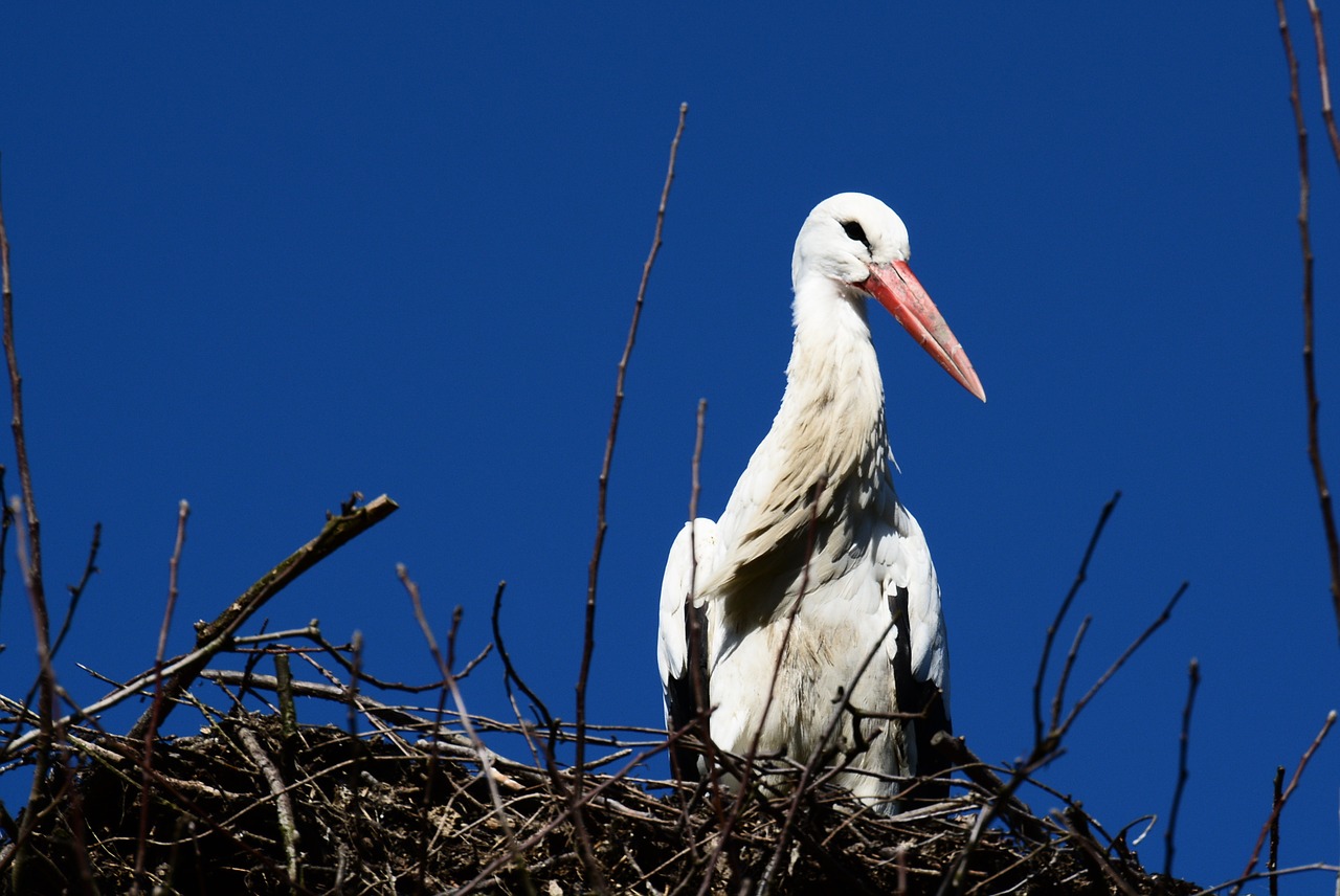 stork nest storchennest free photo