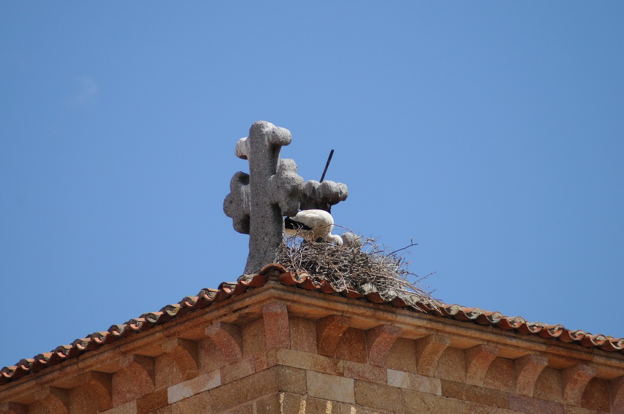 stork nest cruz free photo