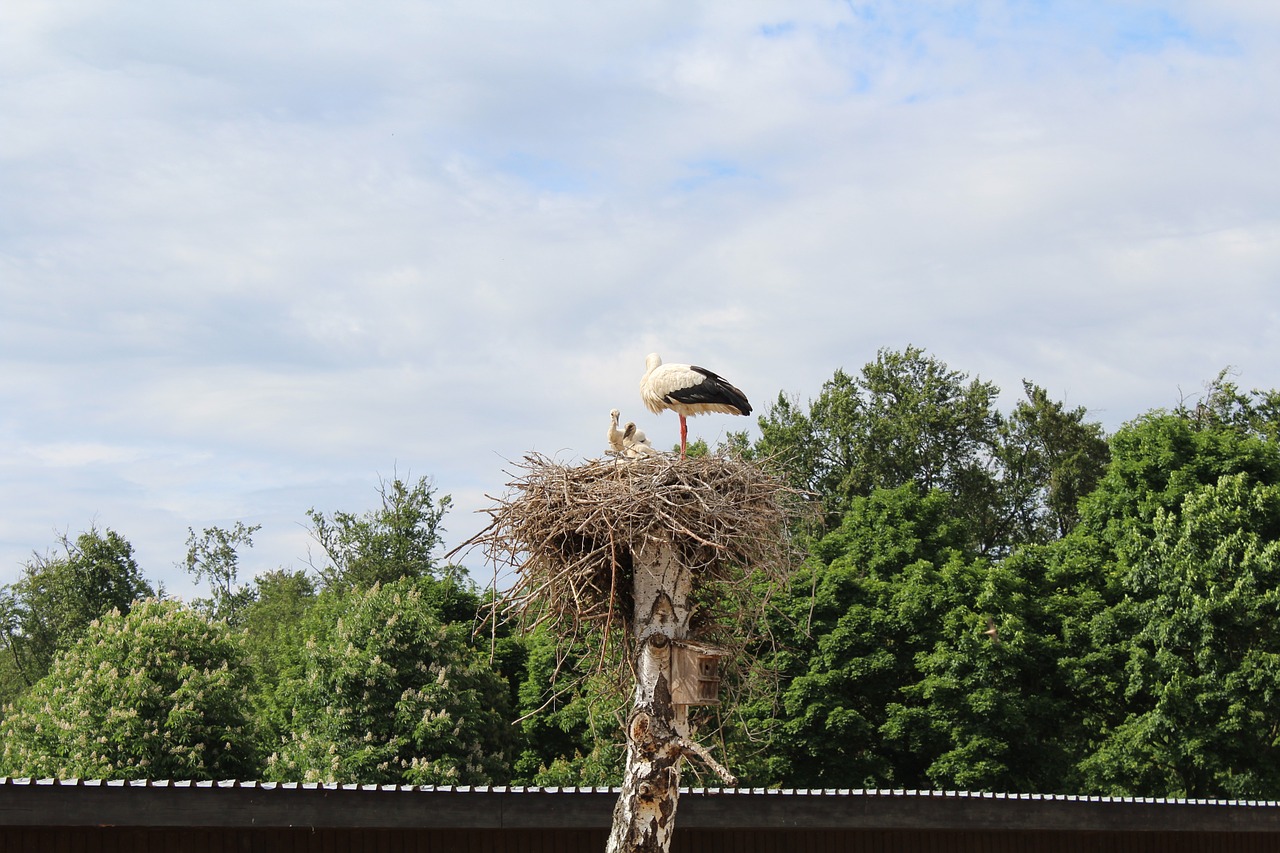 stork nest park free photo