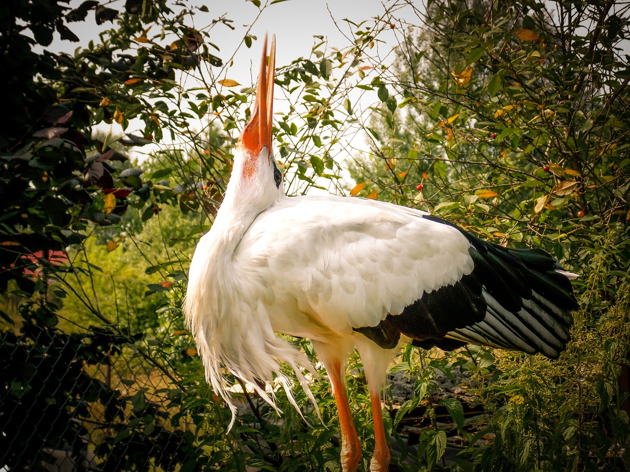 stork bird white free photo