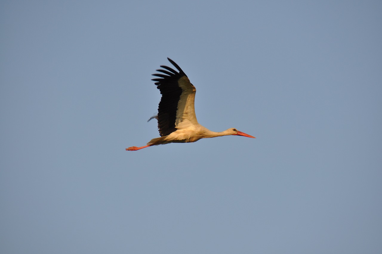 stork sky bird free photo
