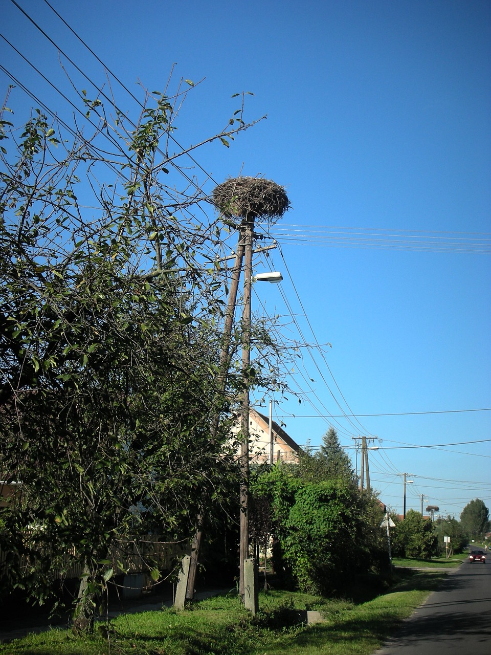 stork stork nest nest free photo