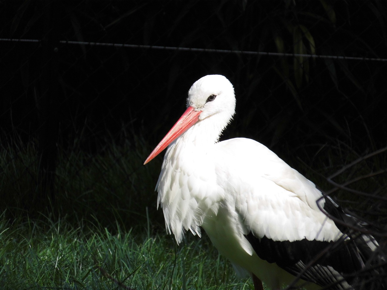 stork bird storks free photo