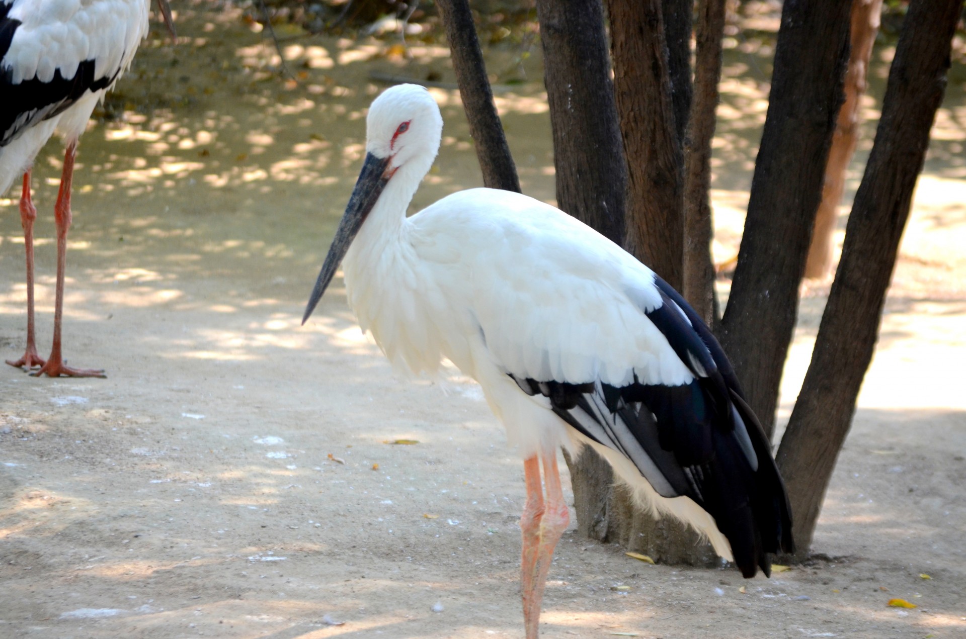 animals bird stork free photo