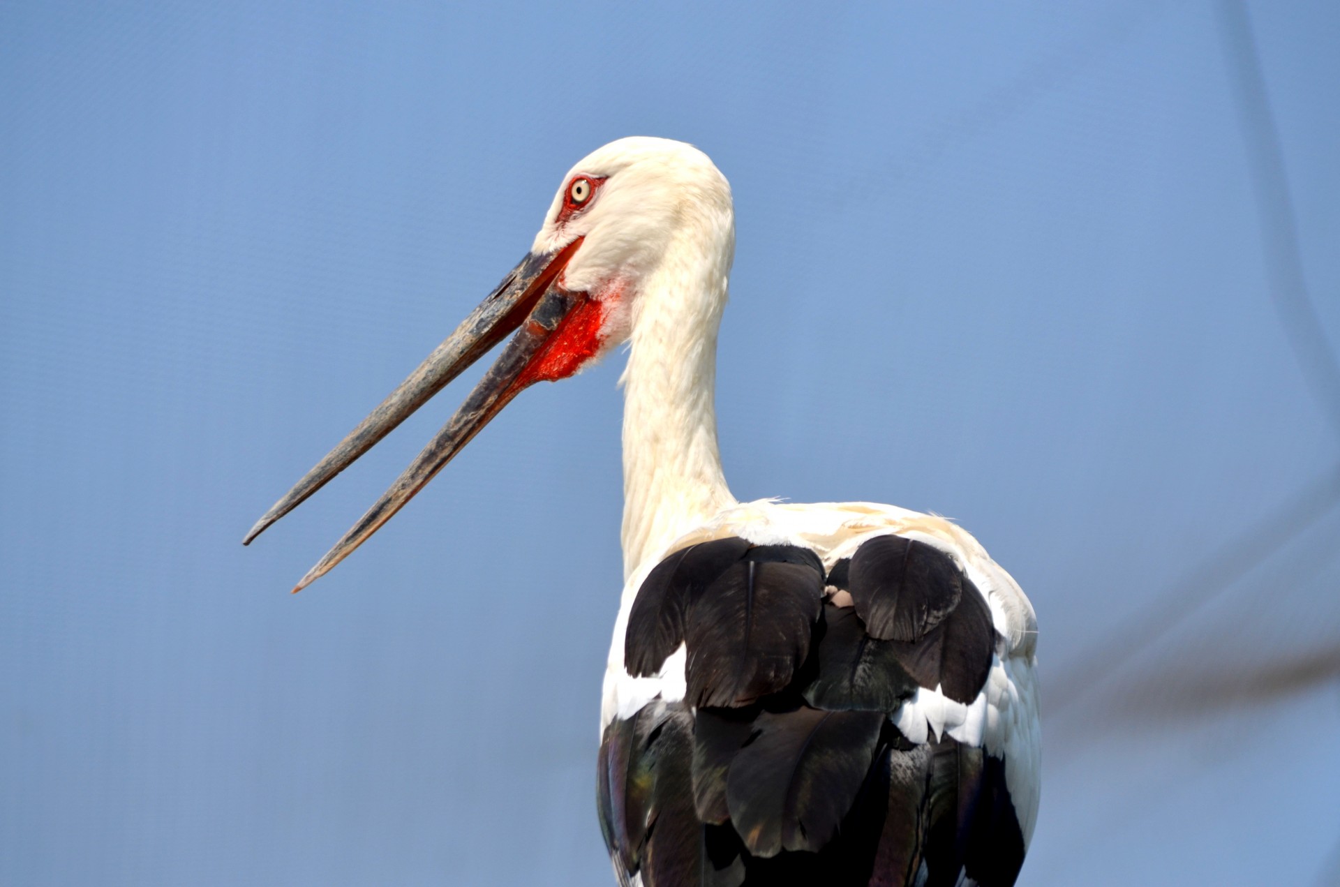 animals bird stork free photo