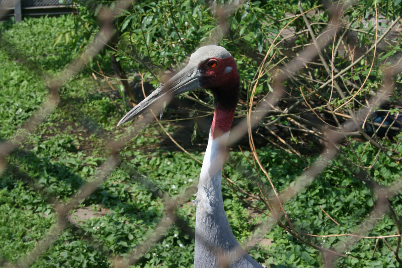 stork bars cage free photo